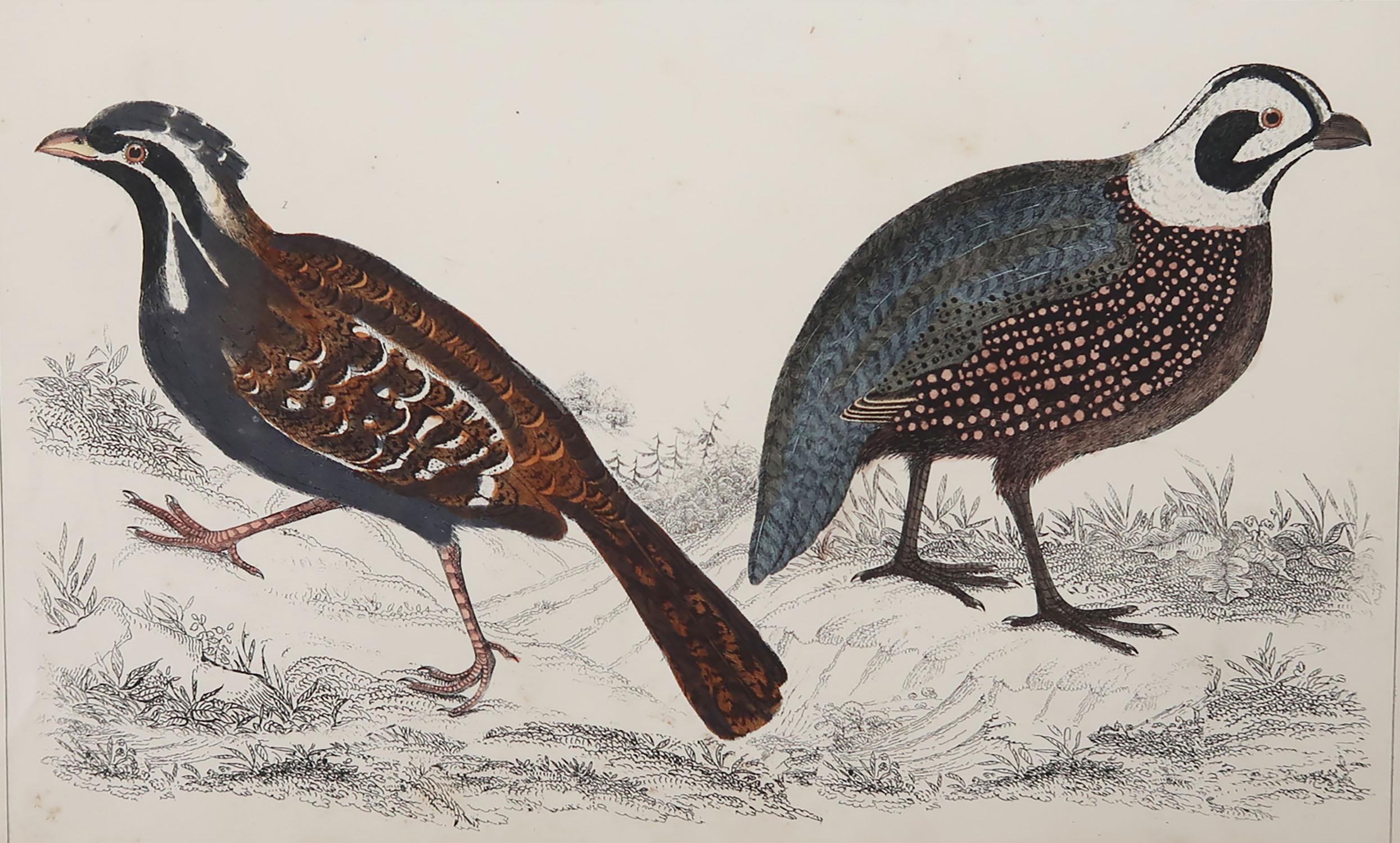 Great image of quail

Unframed. It gives you the option of perhaps making a set up using your own choice of frames.

Lithograph after Cpt. brown with original hand color.

Published, 1847.

Free shipping.





