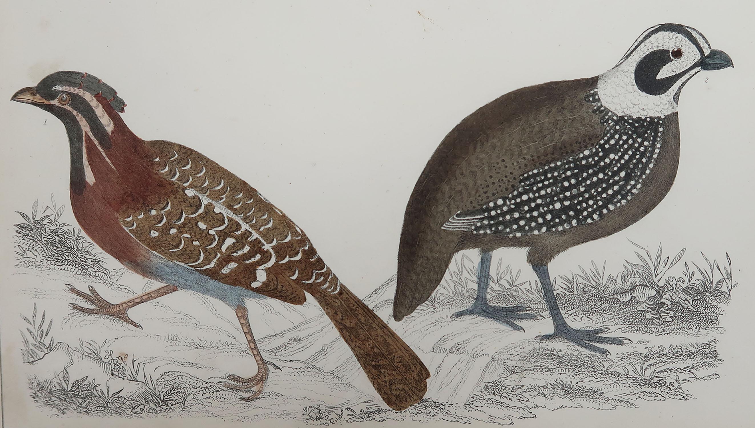 Great image of quail

Unframed. It gives you the option of perhaps making a set up using your own choice of frames.

Lithograph after Cpt. brown with original hand color.

Published, 1847.

Free shipping.




  