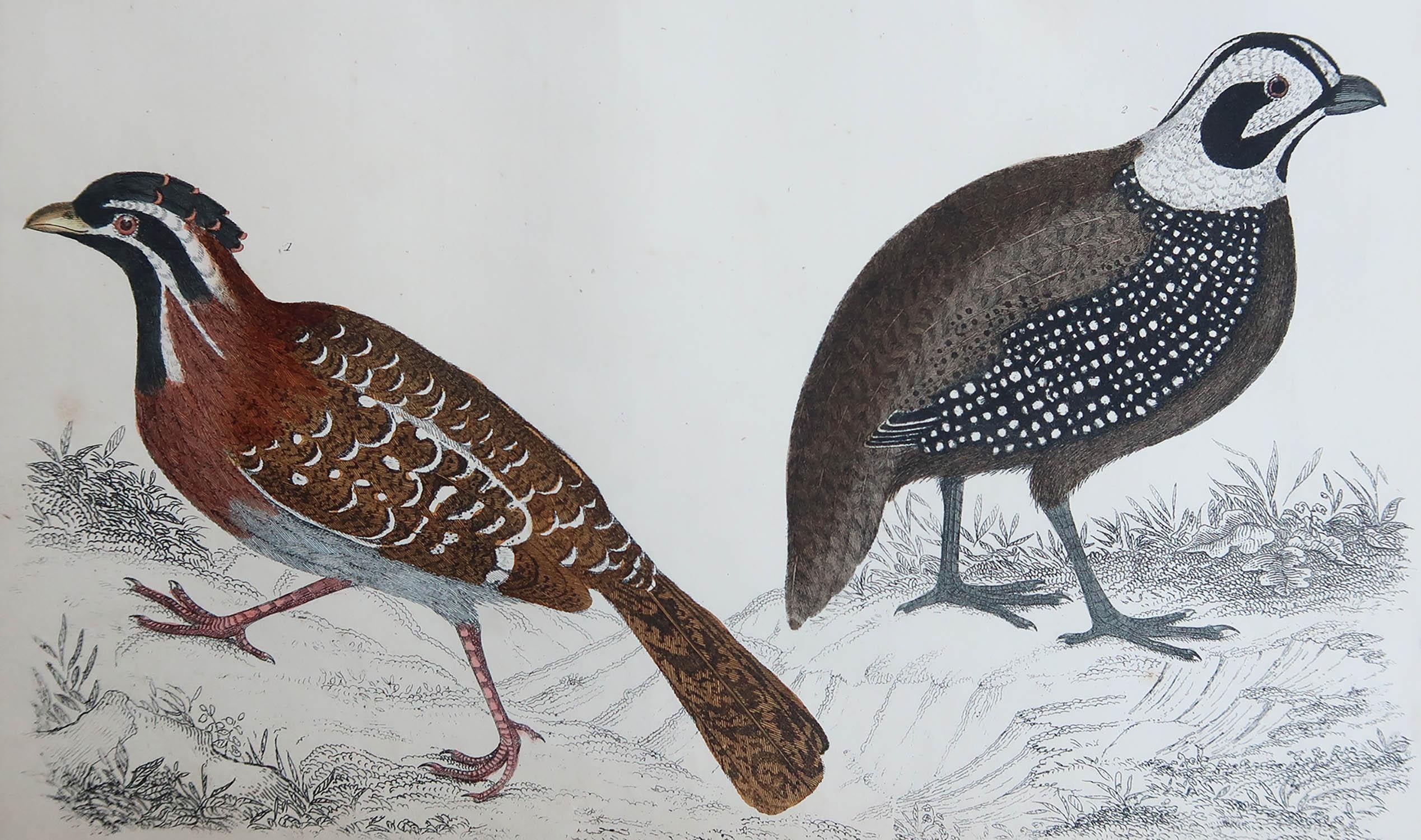 Great image of quail.

Unframed. It gives you the option of perhaps making a set up using your own choice of frames.

Lithograph after Cpt. brown with original hand color.

Published, 1847.

Free shipping.




