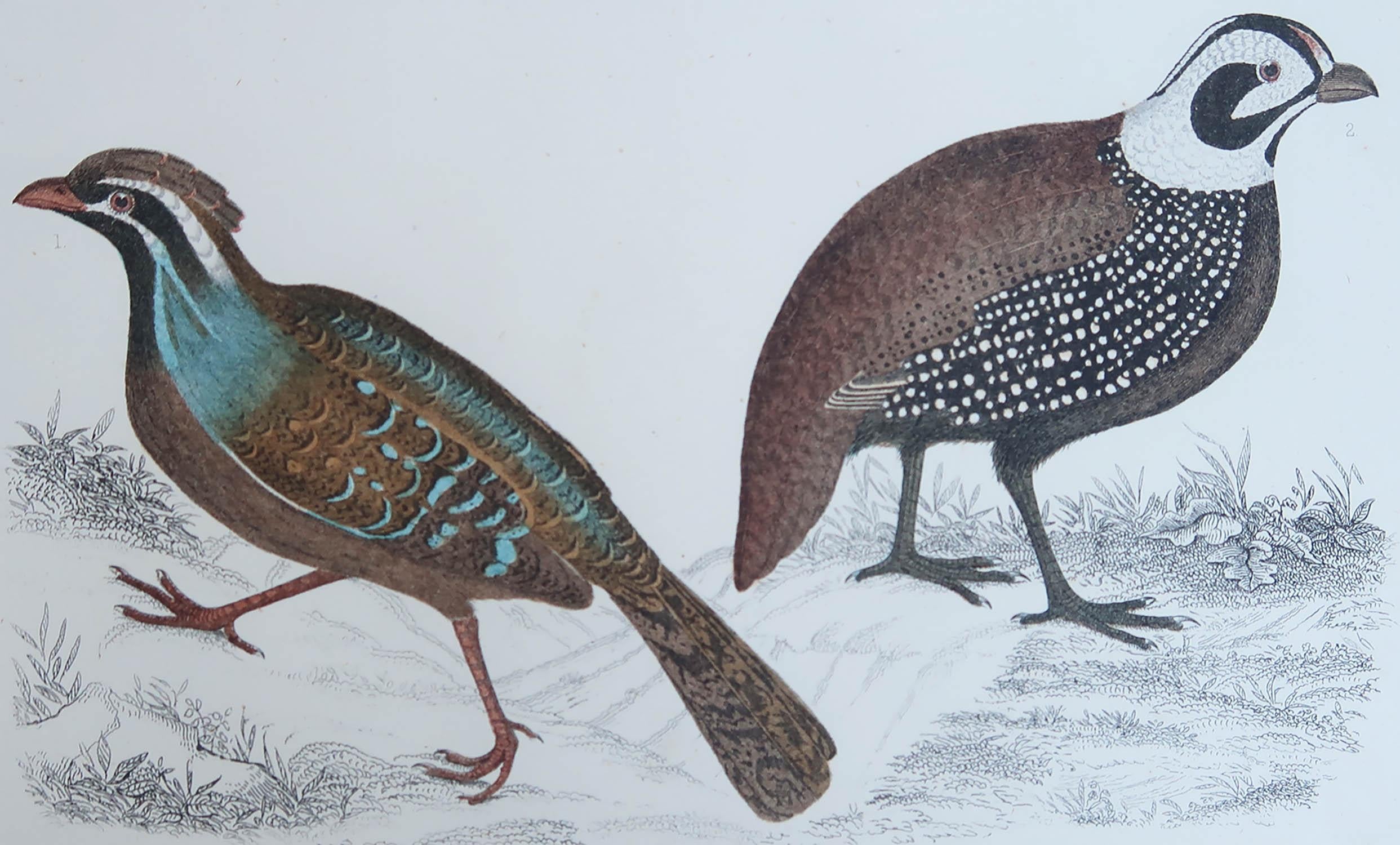 Belle image de caille.

Non encadré. Il vous donne la possibilité de réaliser un montage en utilisant les cadres de votre choix.

Lithographie d'après le Cpt. Brown avec couleur originale à la main.

Publié en 1847.

Livraison gratuite.




