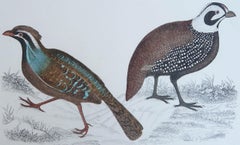 Stampa antica originale della quaglia, 1847, senza cornice