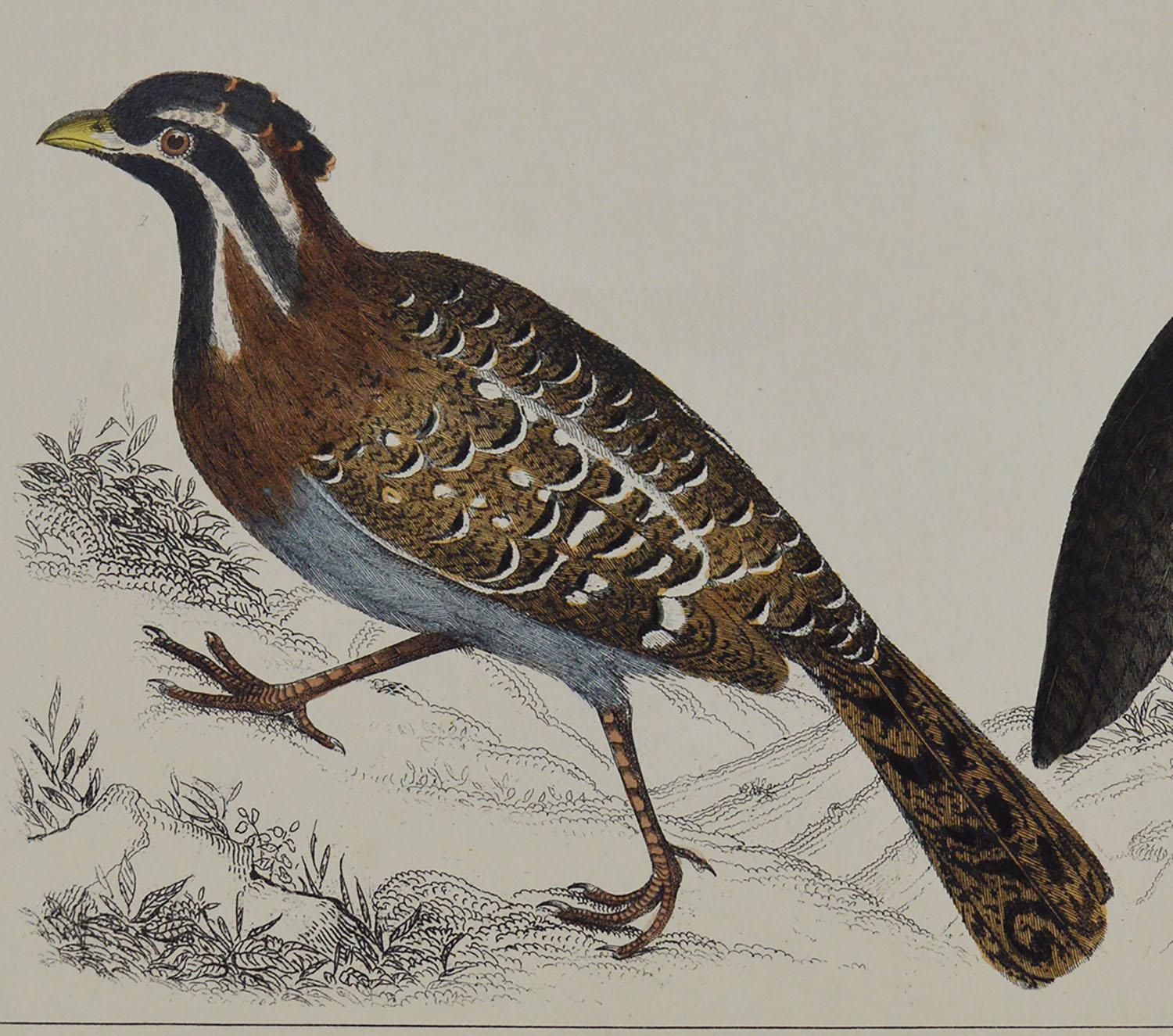 Folk Art Original Antique Print of Quail, 1847 'Unframed'