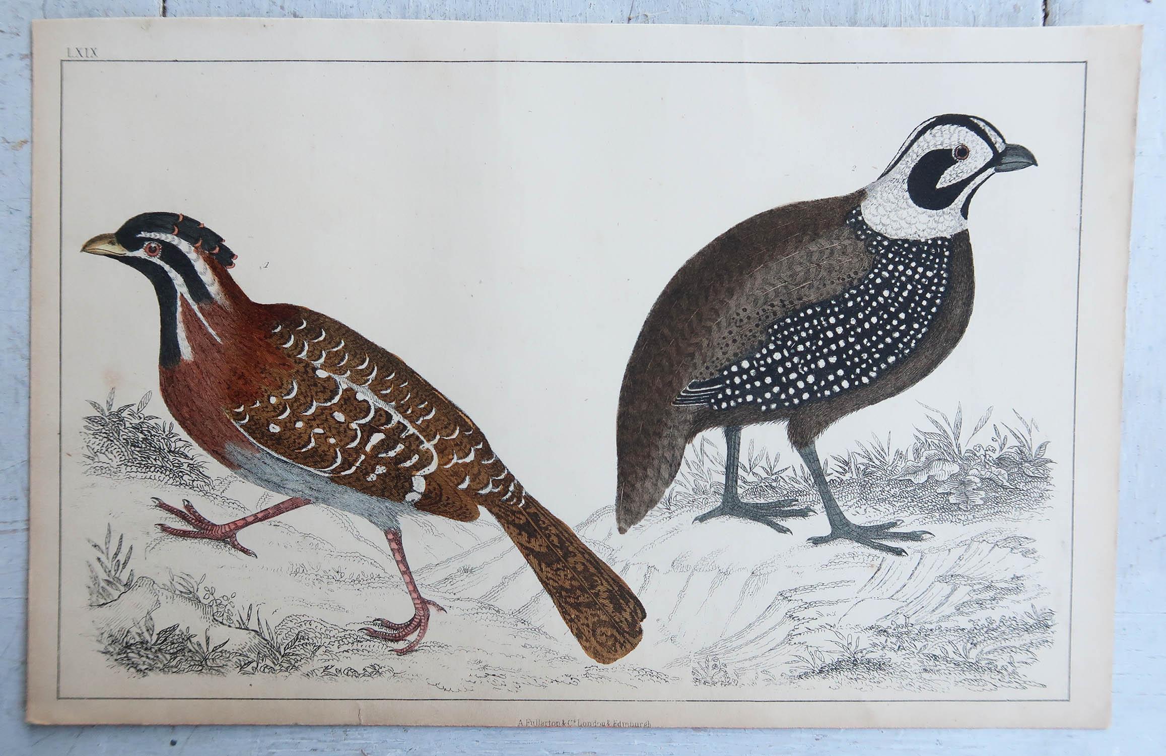 Folk Art Original Antique Print of Quail, 1847 'Unframed' For Sale