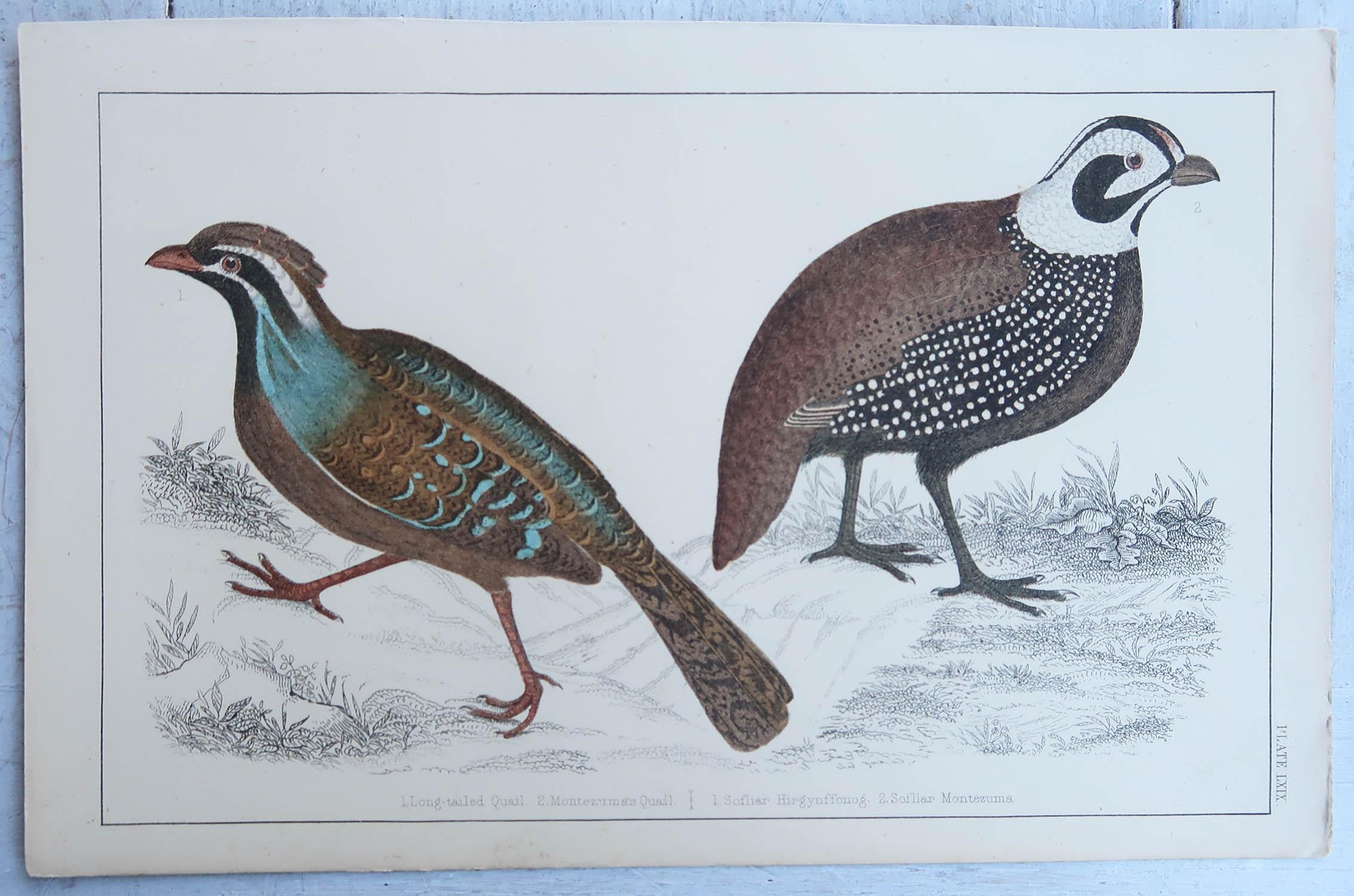 Artisanat Impression ancienne originale de Quail, 1847, non encadrée en vente