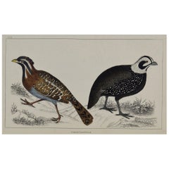 Original Antique Print of Quail, 1847
Unframed
Original Antique Print of Quail, 1847
Unframed