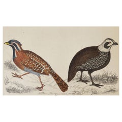 Original Antique Print of Quail, 1847
Unframed
Original Antique Print of Quail, 1847
Unframed