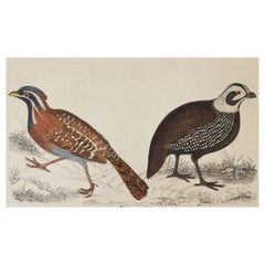 Original Antique Print of Quail, 1847
Unframed
Original Antique Print of Quail, 1847
Unframed