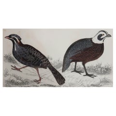 Original Antique Print of Quail, 1847
Unframed
Original Antique Print of Quail, 1847
Unframed
