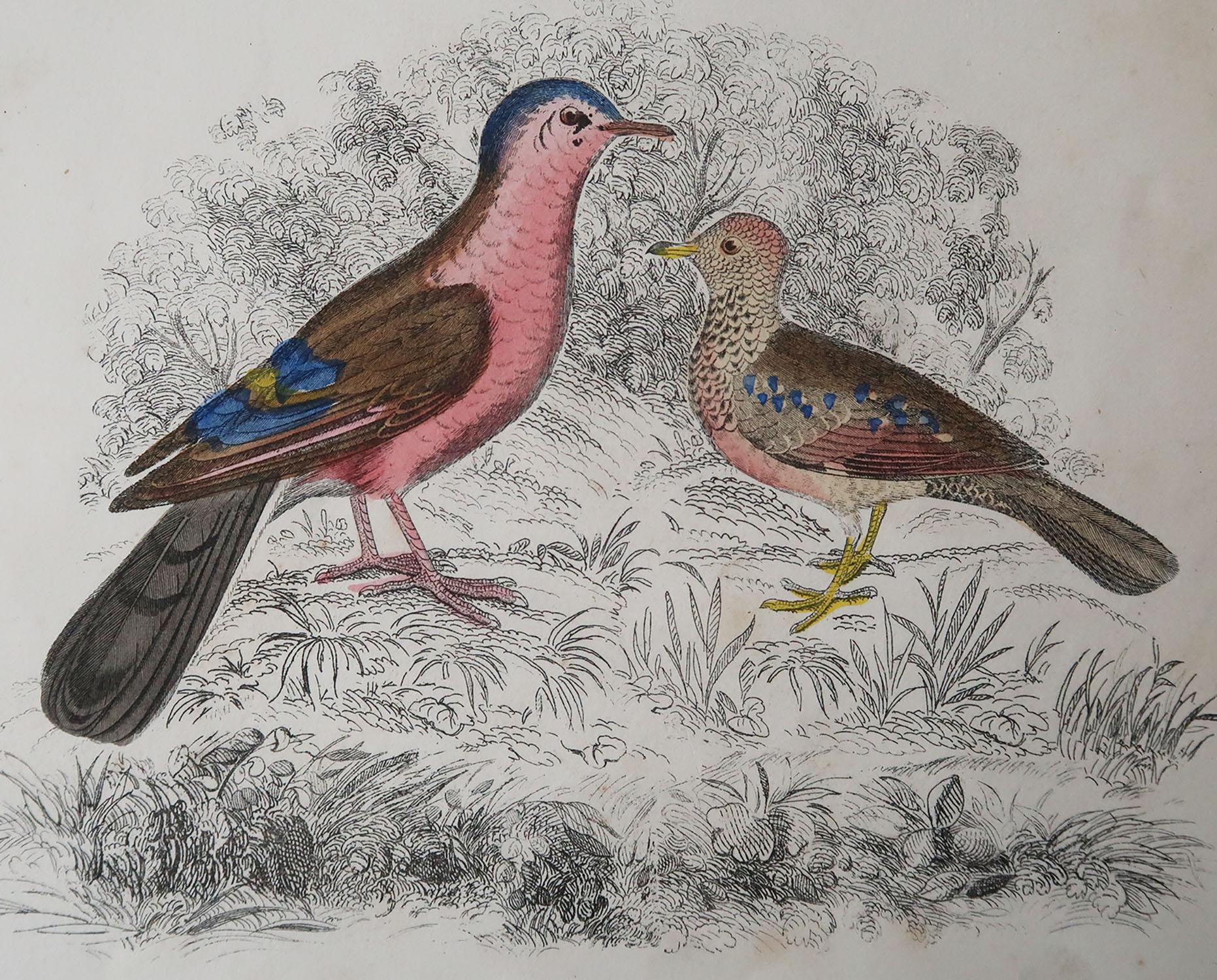 Great image of red birds

Unframed. It gives you the option of perhaps making a set up using your own choice of frames.

Lithograph after captain brown with original hand color.

Published 1847.

Free shipping.




