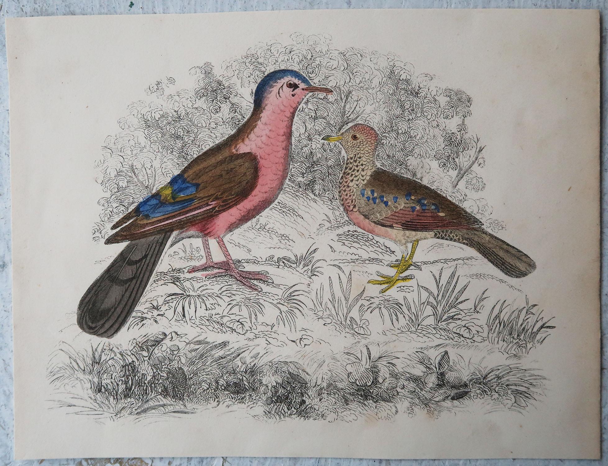 Folk Art Original Antique Print of Red Birds, 1847 'Unframed'