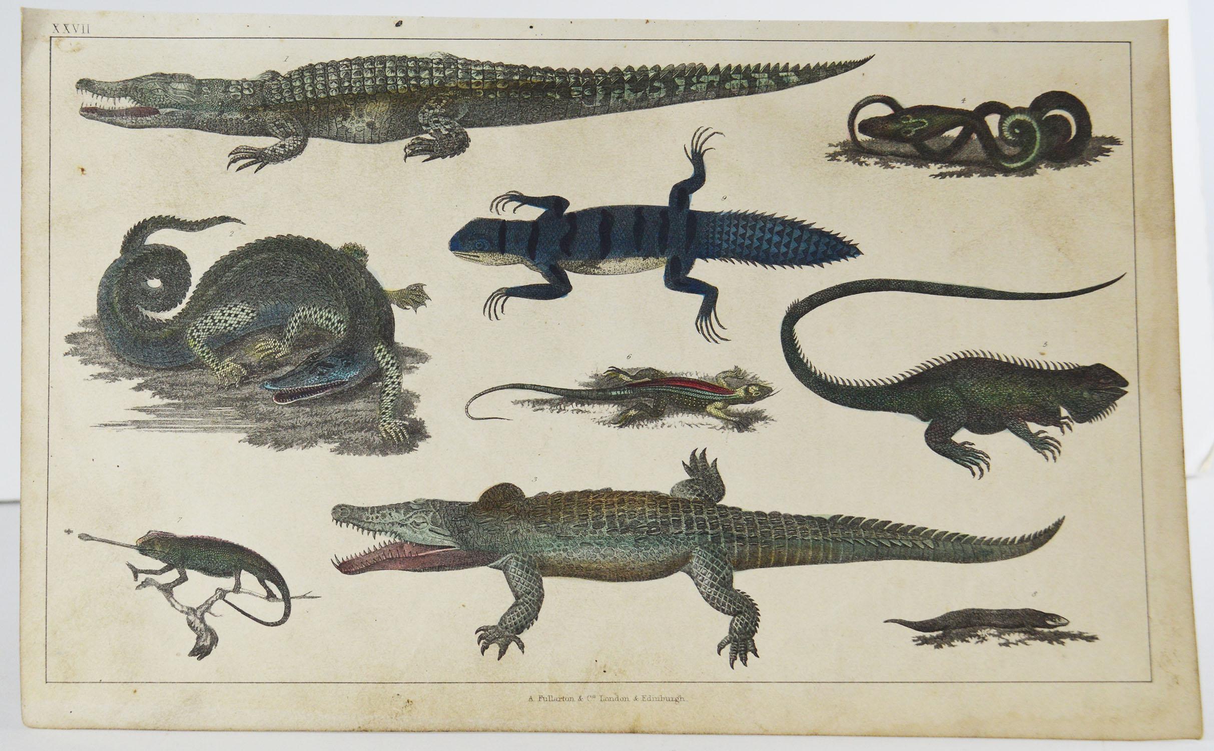 Great image of reptiles

Unframed. It gives you the option of perhaps making a set up using your own choice of frames.

Lithograph after Cpt. Brown with original hand color.

Published, 1847.

Free shipping.


   

 