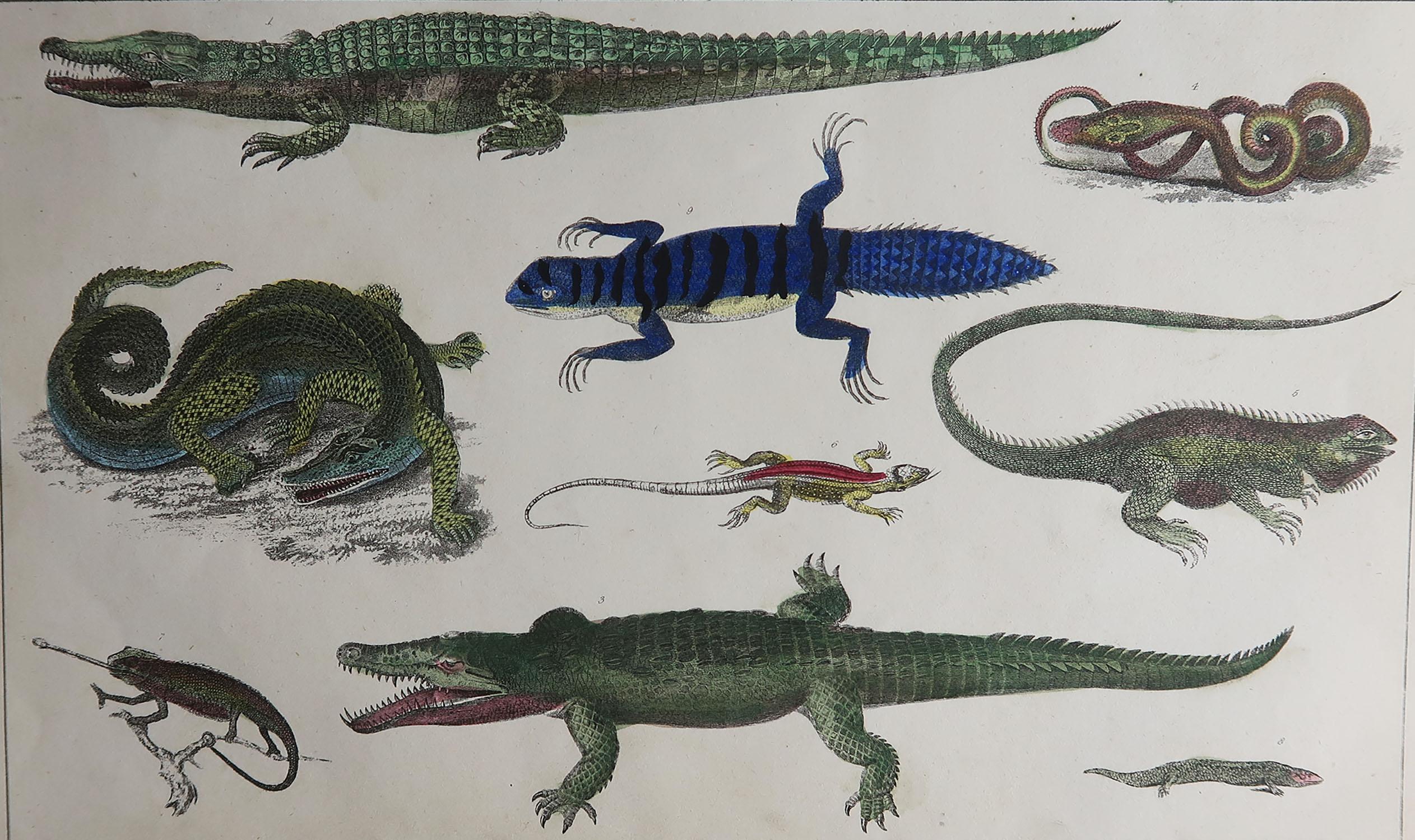 Great image of reptiles.

Unframed. It gives you the option of perhaps making a set up using your own choice of frames.

Lithograph after Cpt. Brown with original hand color.

Published 1847.

Free shipping.






  