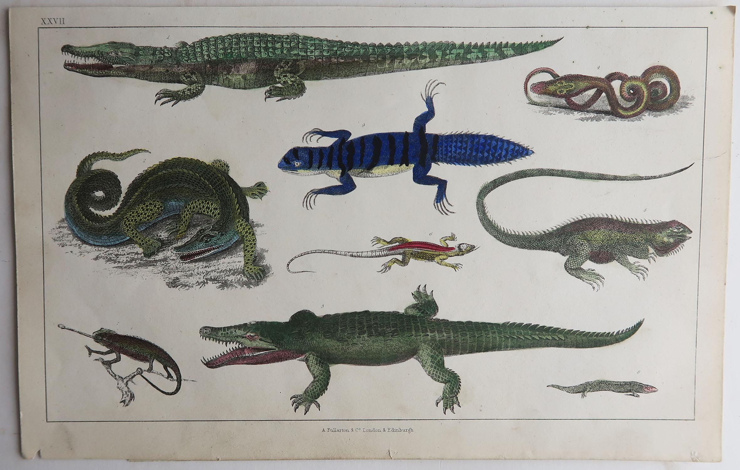 Folk Art Original Antique Print of Reptiles, 1847 'Unframed'