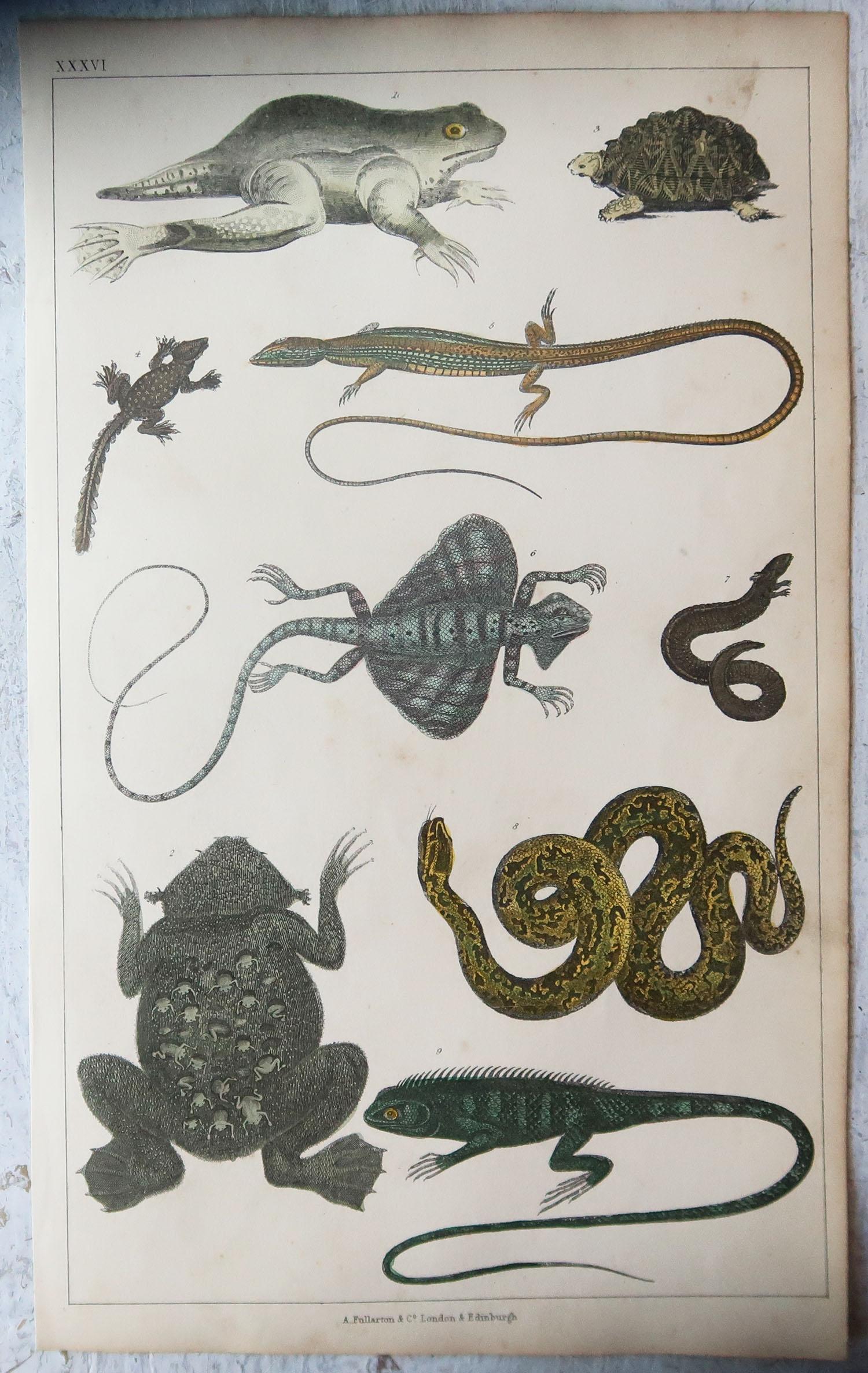 English Original Antique Print of Frogs etc, 1847, 'Unframed'