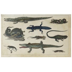 Original Antique Print of Reptiles, 1847 'Unframed'