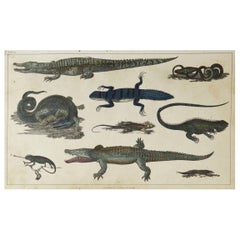Original Antique Print of Reptiles, 1847 'Unframed'