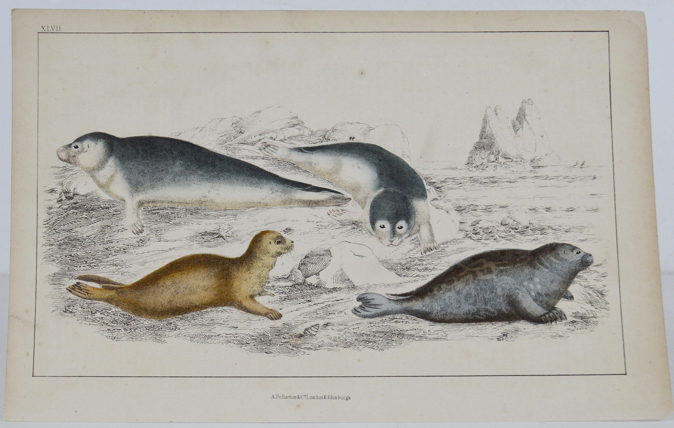 Great image of seals.

Unframed. It gives you the option of perhaps making a set up using your own choice of frames.

Lithograph after Cpt. brown with original hand color.

Published, 1847.

Free shipping.






  