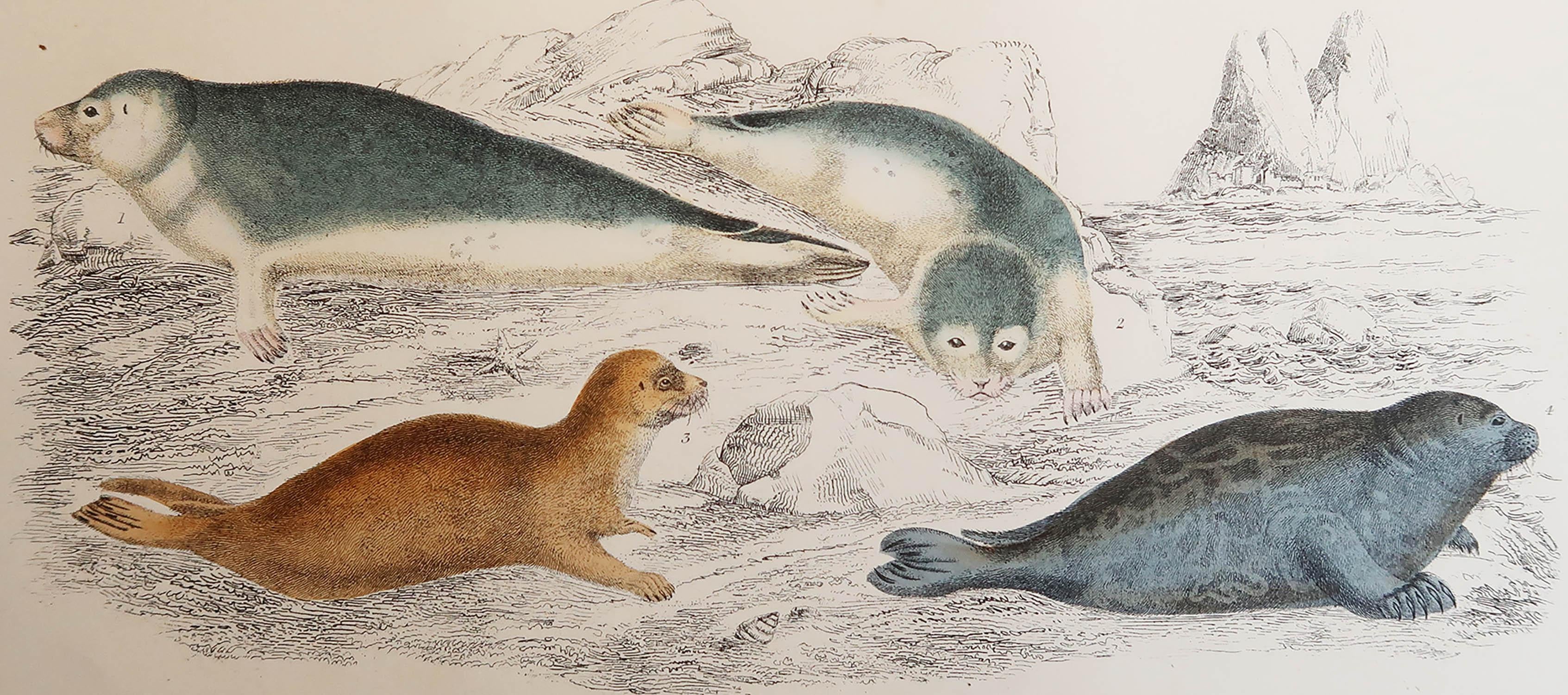Great image of seals.

Unframed. It gives you the option of perhaps making a set up using your own choice of frames.

Lithograph after Cpt. brown with original hand color.

Published, 1847.








