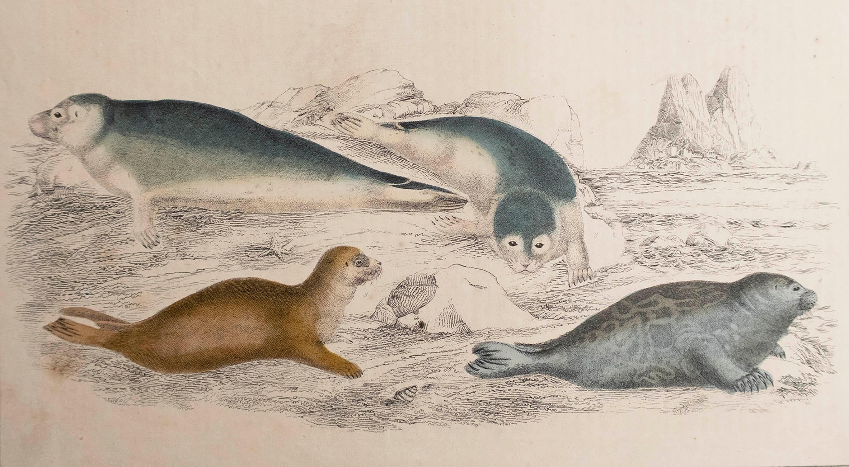 Great image of seals.

Unframed. It gives you the option of perhaps making a set up using your own choice of frames.

Lithograph after Cpt. brown with original hand color.

Published, 1847.








