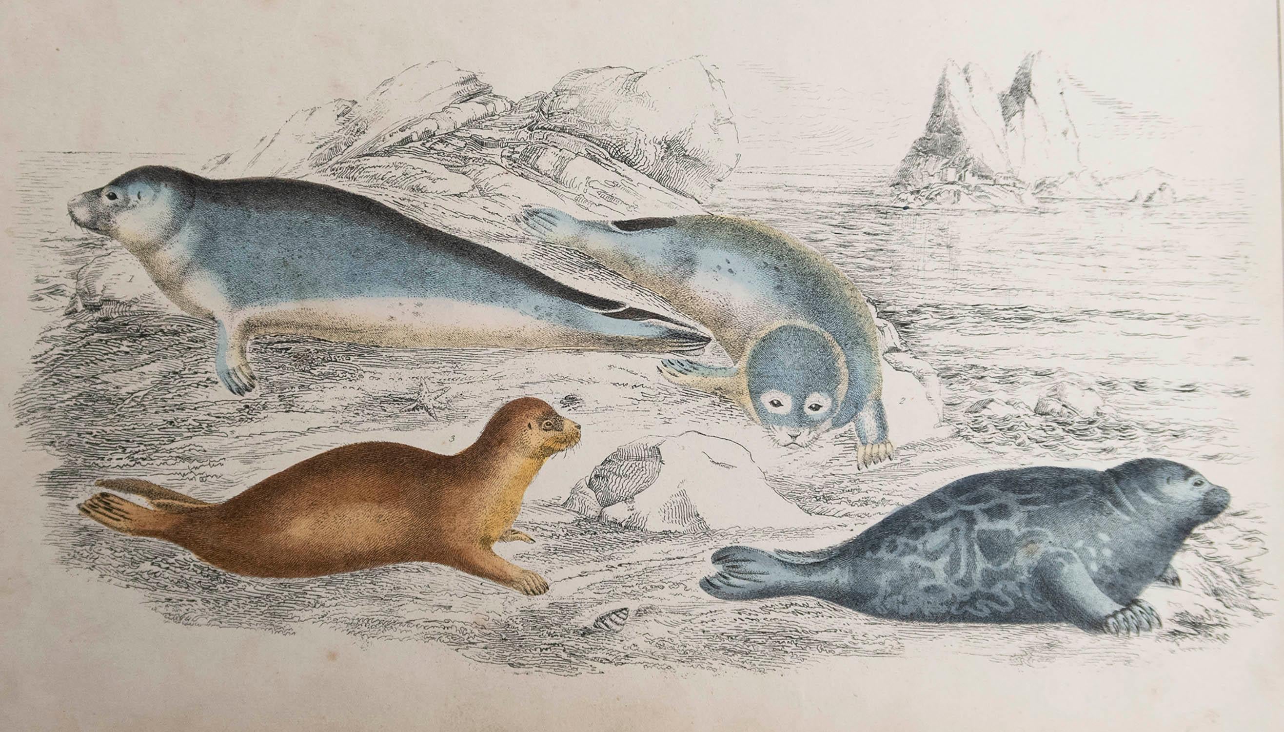 Superbe image des phoques.

Non encadré. Il vous donne la possibilité de réaliser un montage en utilisant les cadres de votre choix.

Lithographie d'après le Cpt. Brown avec couleur originale à la main.

Publié en 1847.








