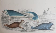 Original Antique Print of Seals, 1847 'Unframed'