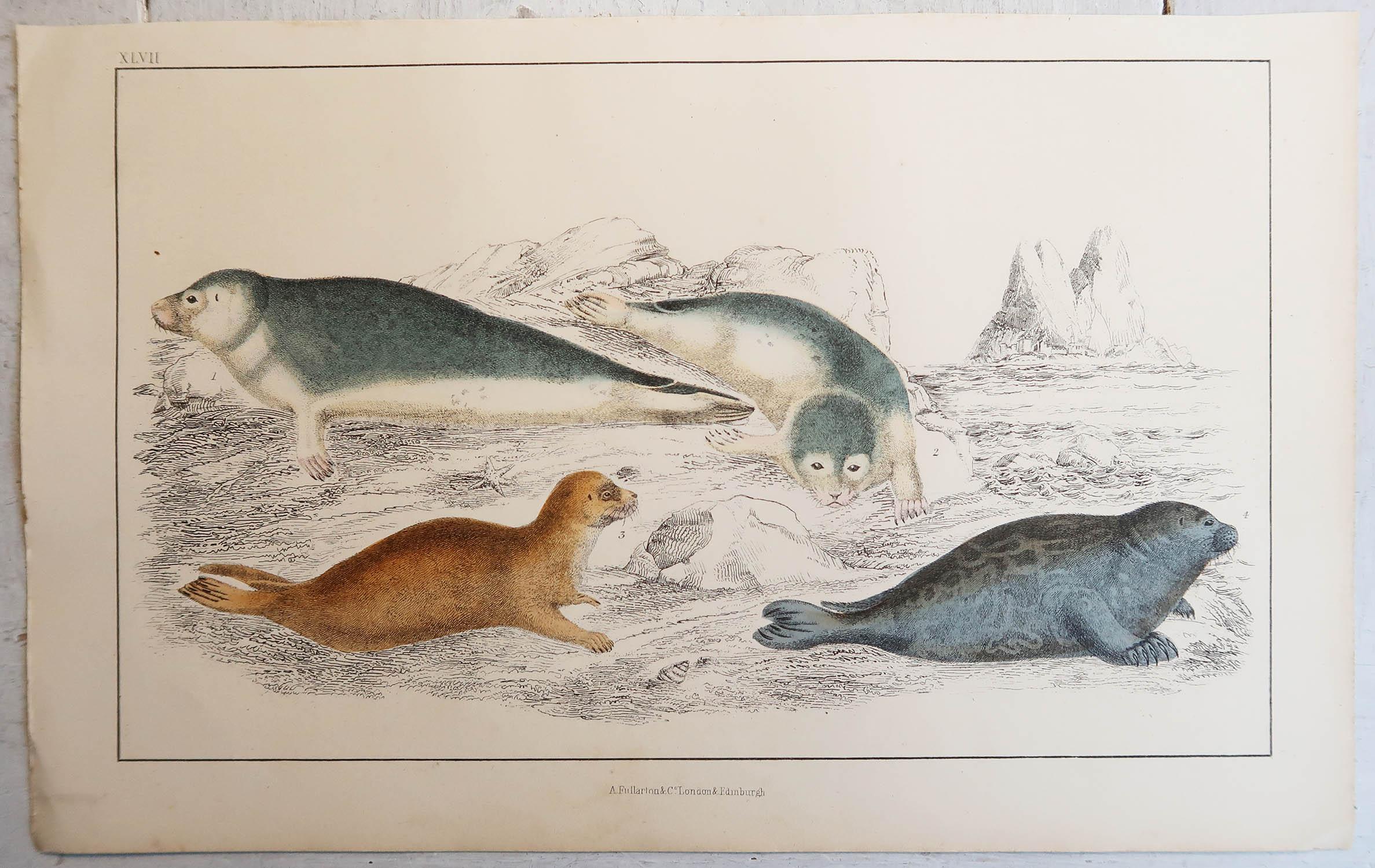 English Original Antique Print of Seals, 1847 'Unframed'