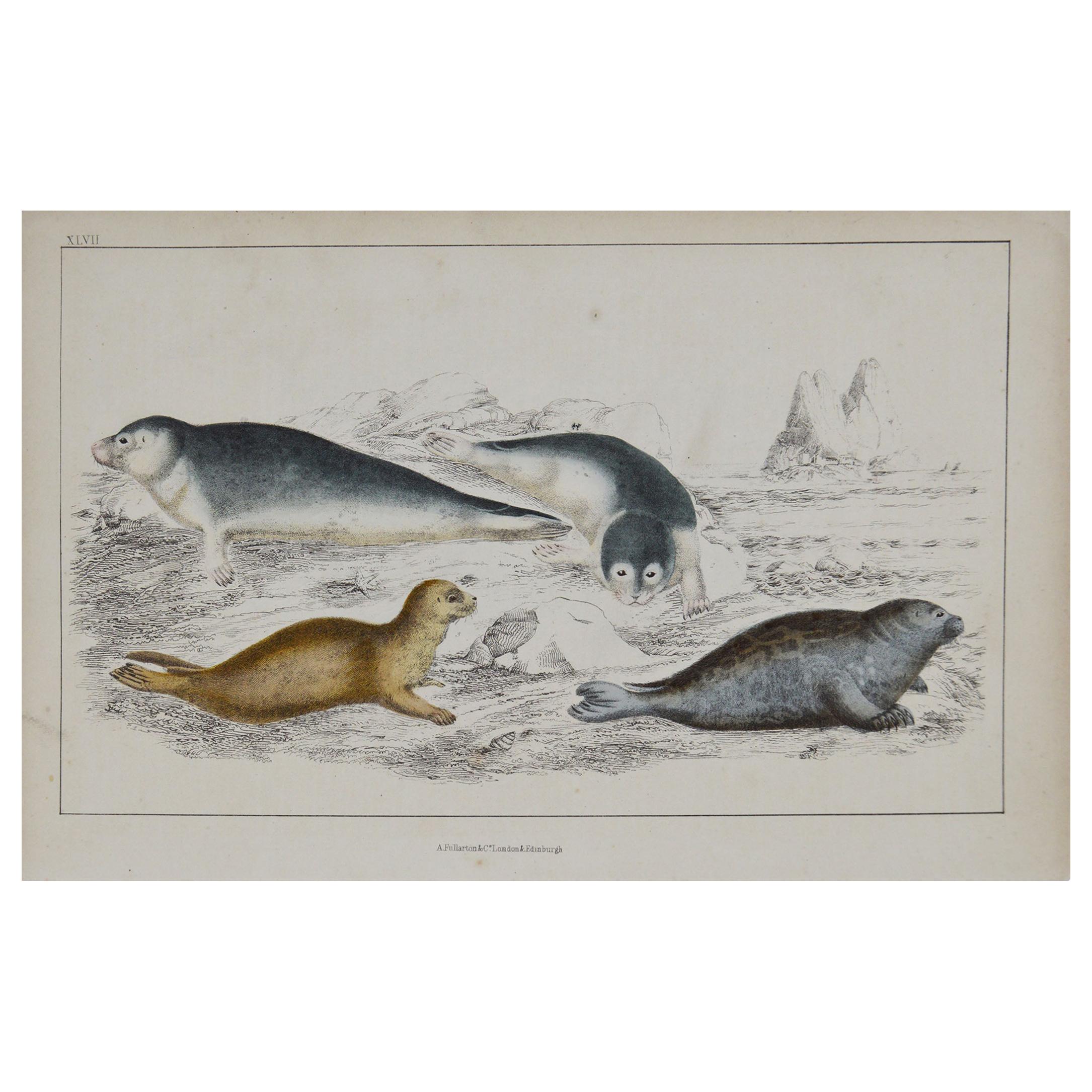Original Antique Print of Seals, 1847 'Unframed'