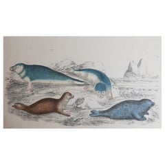 Original Antique Print of Seals, 1847
Unframed