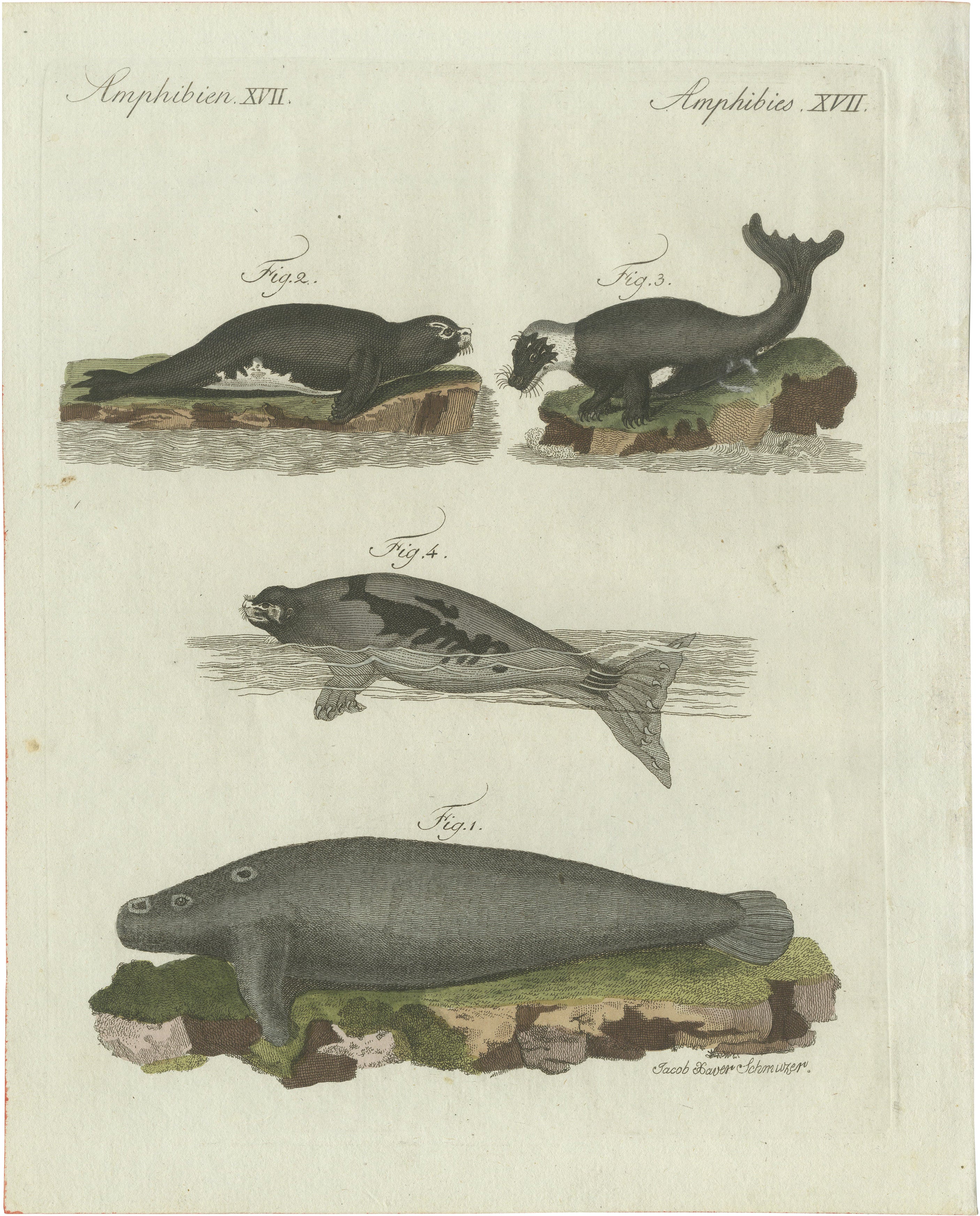 Original Antique Print of Seals, Sea Lion and Manatee by Bertuch, 1790