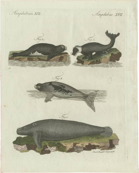 Original Antique Print of Seals, Sea Lion and Manatee by Bertuch, 1790