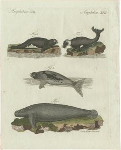 Original Antique Print of Seals, Sea Lion and Manatee by Bertuch, 1790
