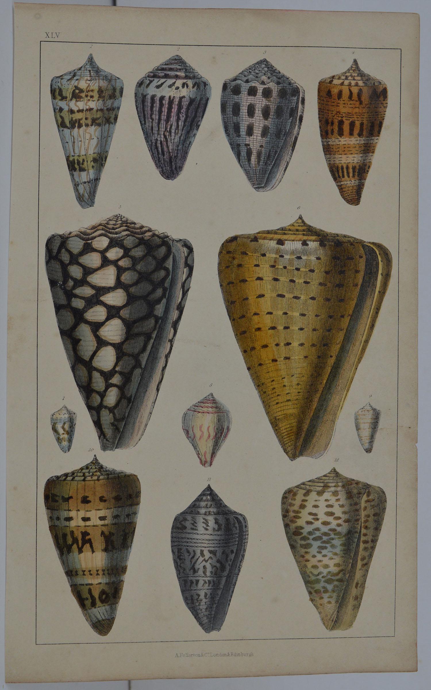 Great image of shells.

Unframed. It gives you the option of perhaps making a set up using your own choice of frames.

Lithograph after Cpt. Brown with original hand color.

Published 1847.

Free shipping.






  
