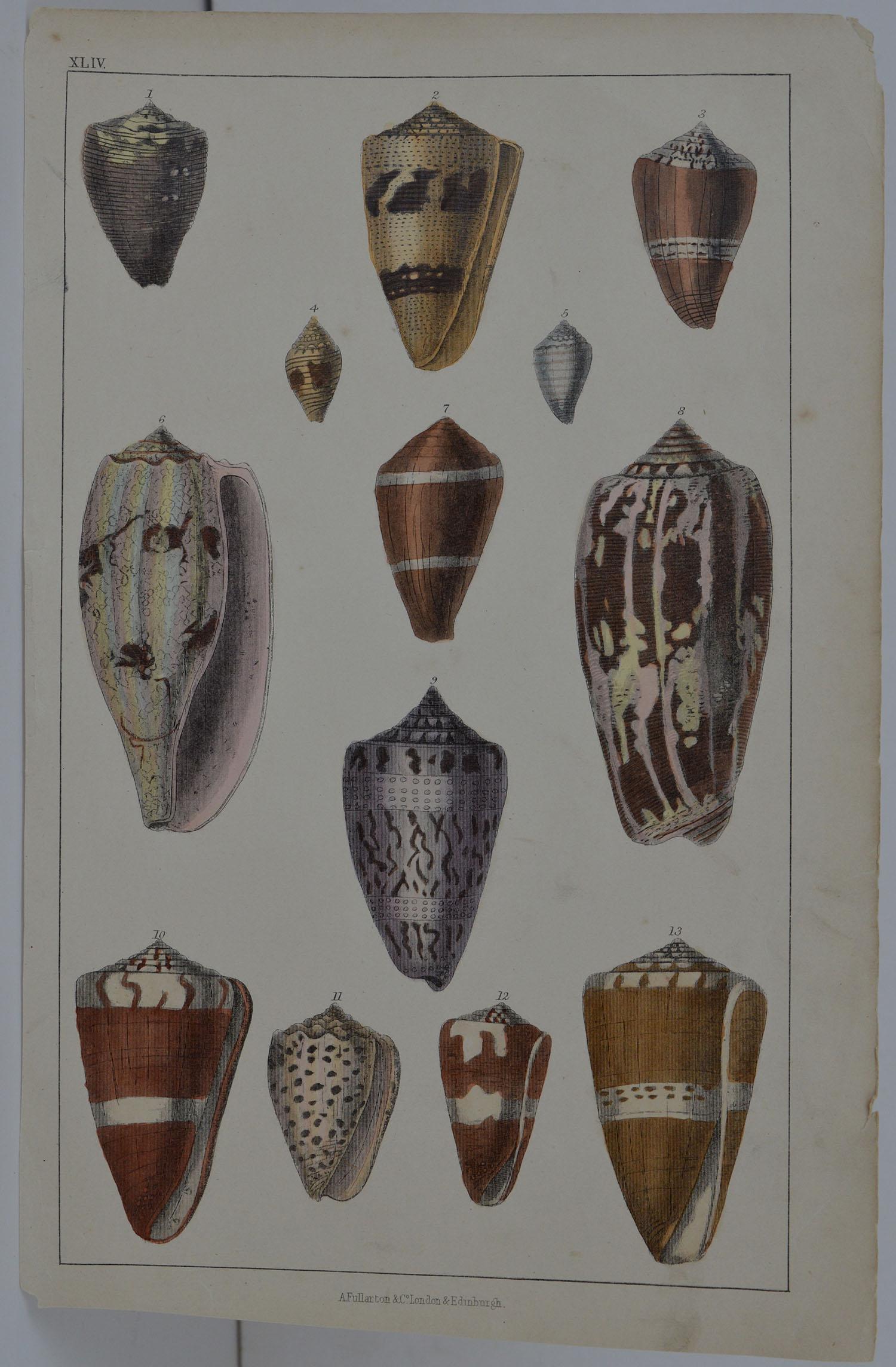 Great image of shells.

Unframed. It gives you the option of perhaps making a set up using your own choice of frames.

Lithograph after Cpt. Brown with original hand color.

Published 1847.

Free shipping.






 