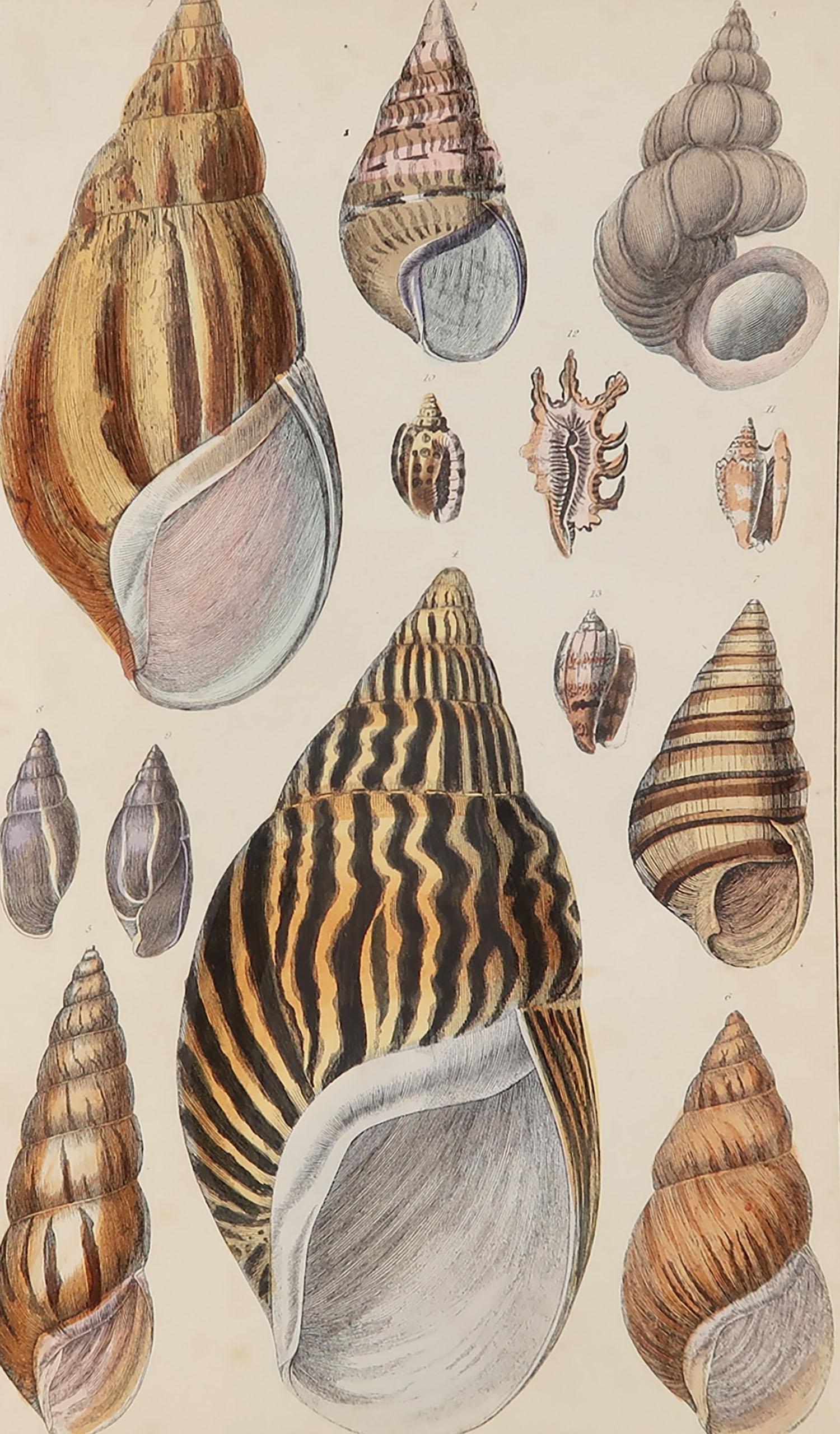 Great image of shells.

Unframed. It gives you the option of perhaps making a set up using your own choice of frames.

Lithograph after Cpt. Brown with original hand color.

Published, 1847.

Free shipping.






