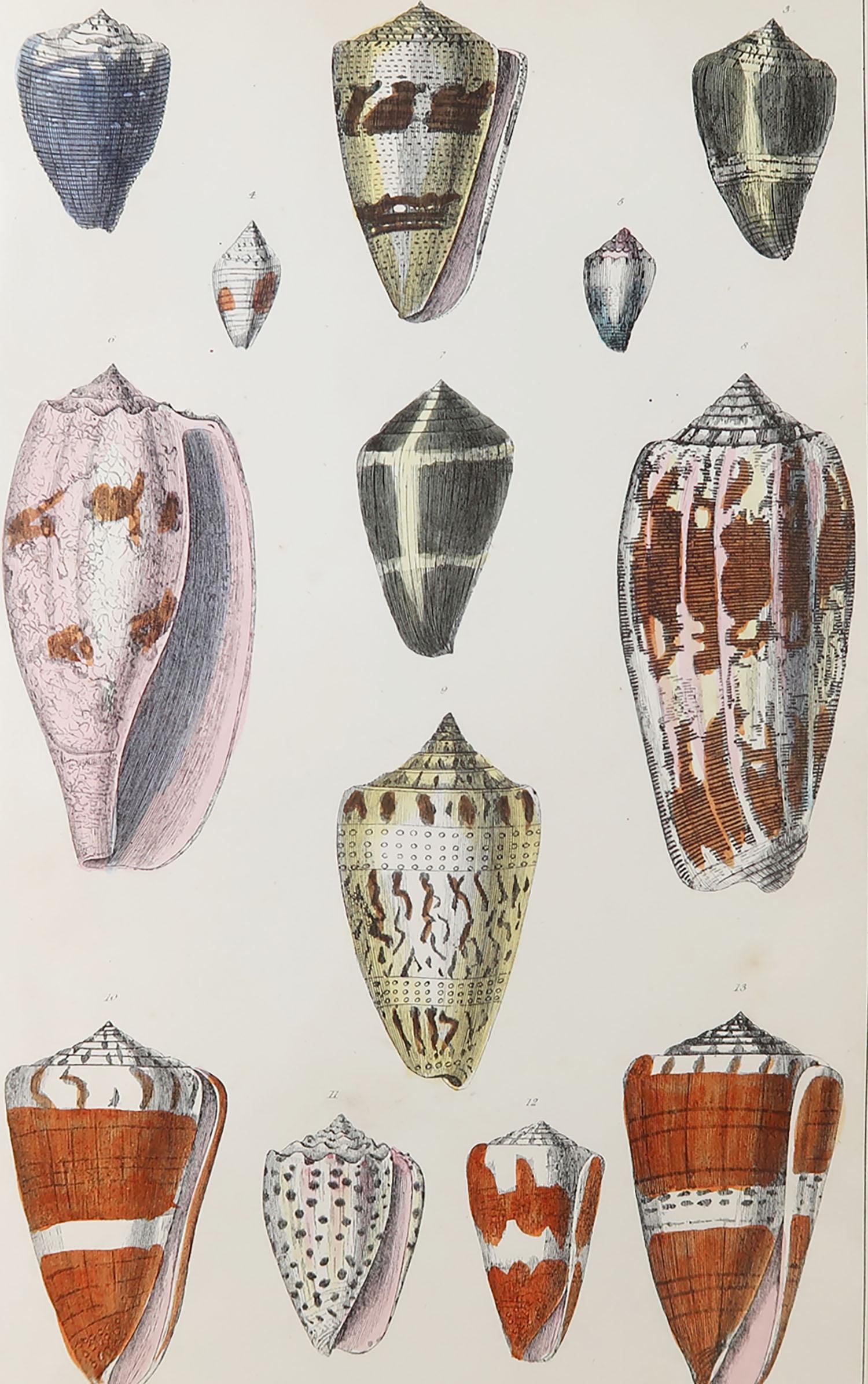 Great image of shells.

Unframed. It gives you the option of perhaps making a set up using your own choice of frames.

Lithograph after Cpt. Brown with original hand color.

Published, 1847.

Free shipping.






 