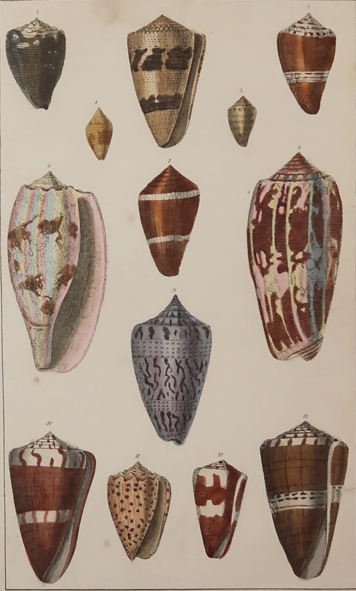 Great image of shells.

Unframed. It gives you the option of perhaps making a set up using your own choice of frames.

Lithograph after Cpt. Brown with original hand color.

Published, 1847.

Free shipping.






 