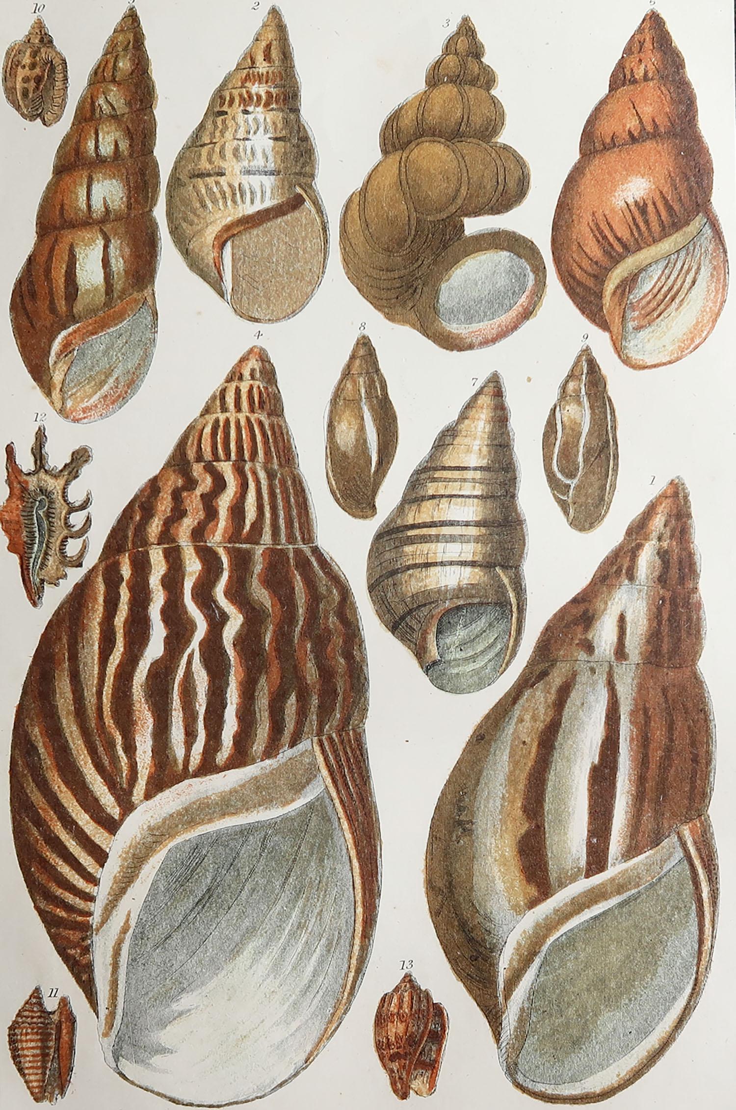 Great image of shells.

Unframed. It gives you the option of perhaps making a set up using your own choice of frames.

Lithograph after Cpt. brown with original hand color.

Published, 1847.

Free shipping.






