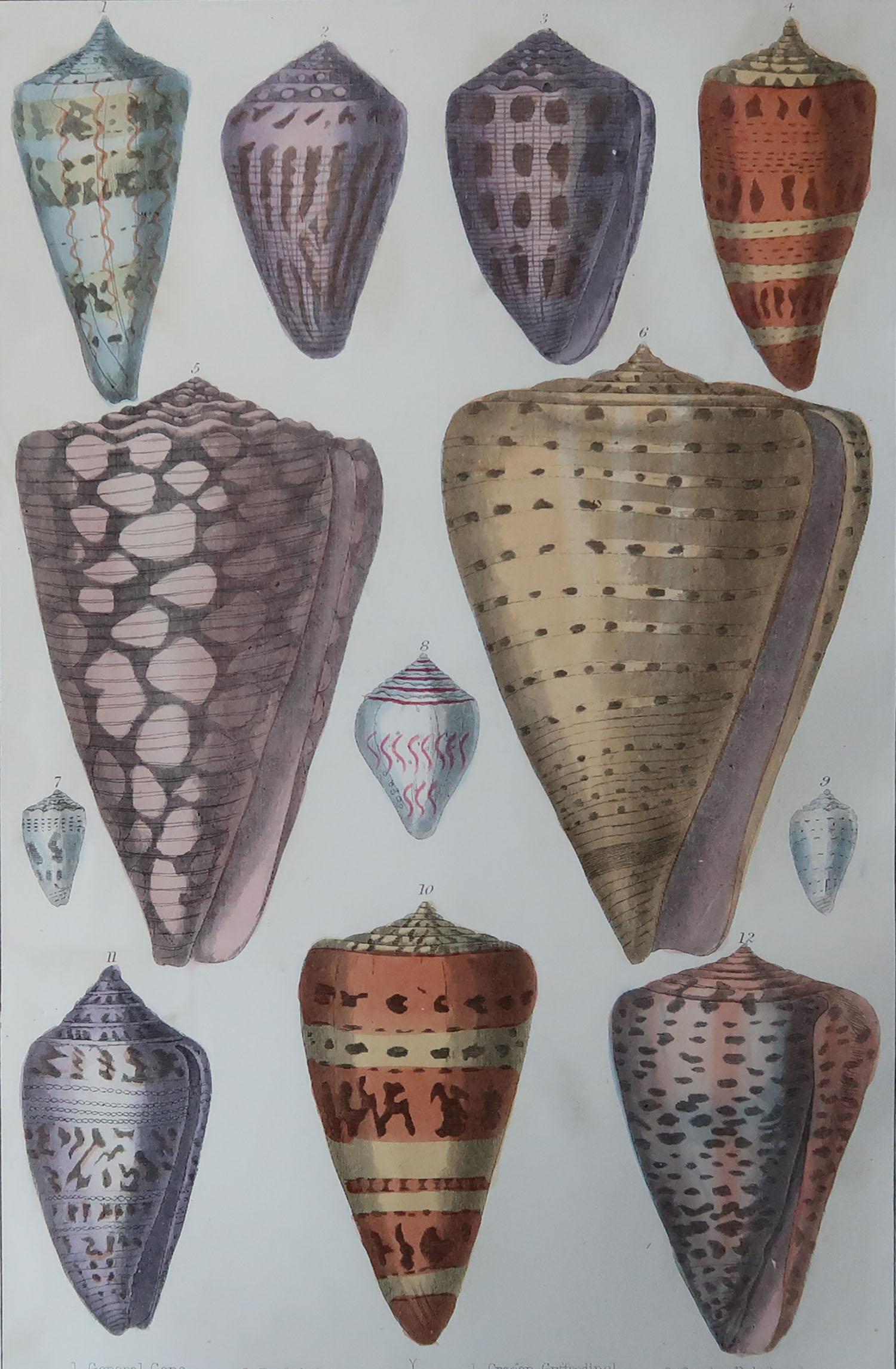 Great image of shells.

Unframed. It gives you the option of perhaps making a set up using your own choice of frames.

Lithograph after Cpt. Brown with original hand color.

Published, 1847.

Free shipping.






