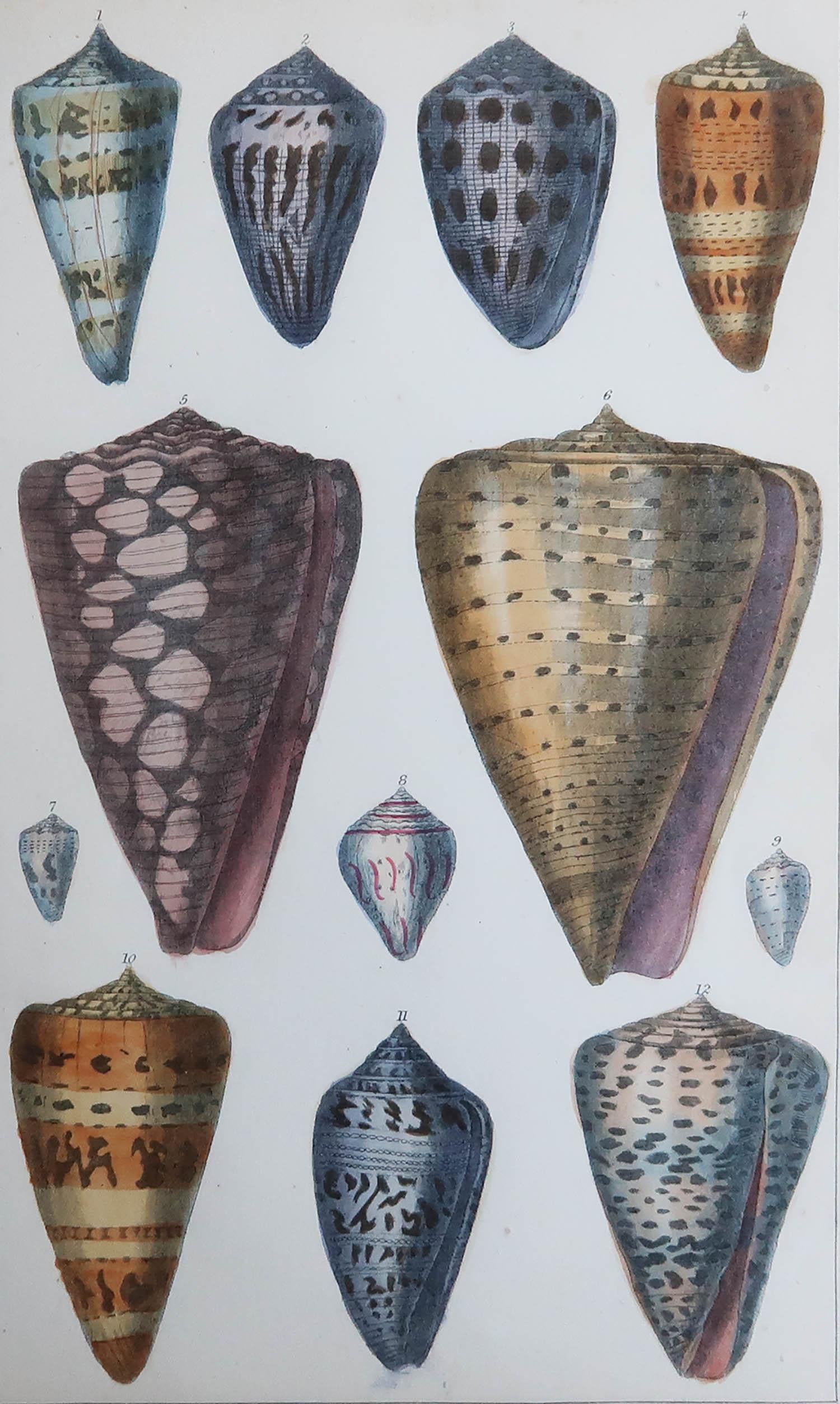 Great image of shells.

Unframed. It gives you the option of perhaps making a set up using your own choice of frames.

Lithograph after Cpt. Brown with original hand color.

Published, 1847.

Free shipping.






