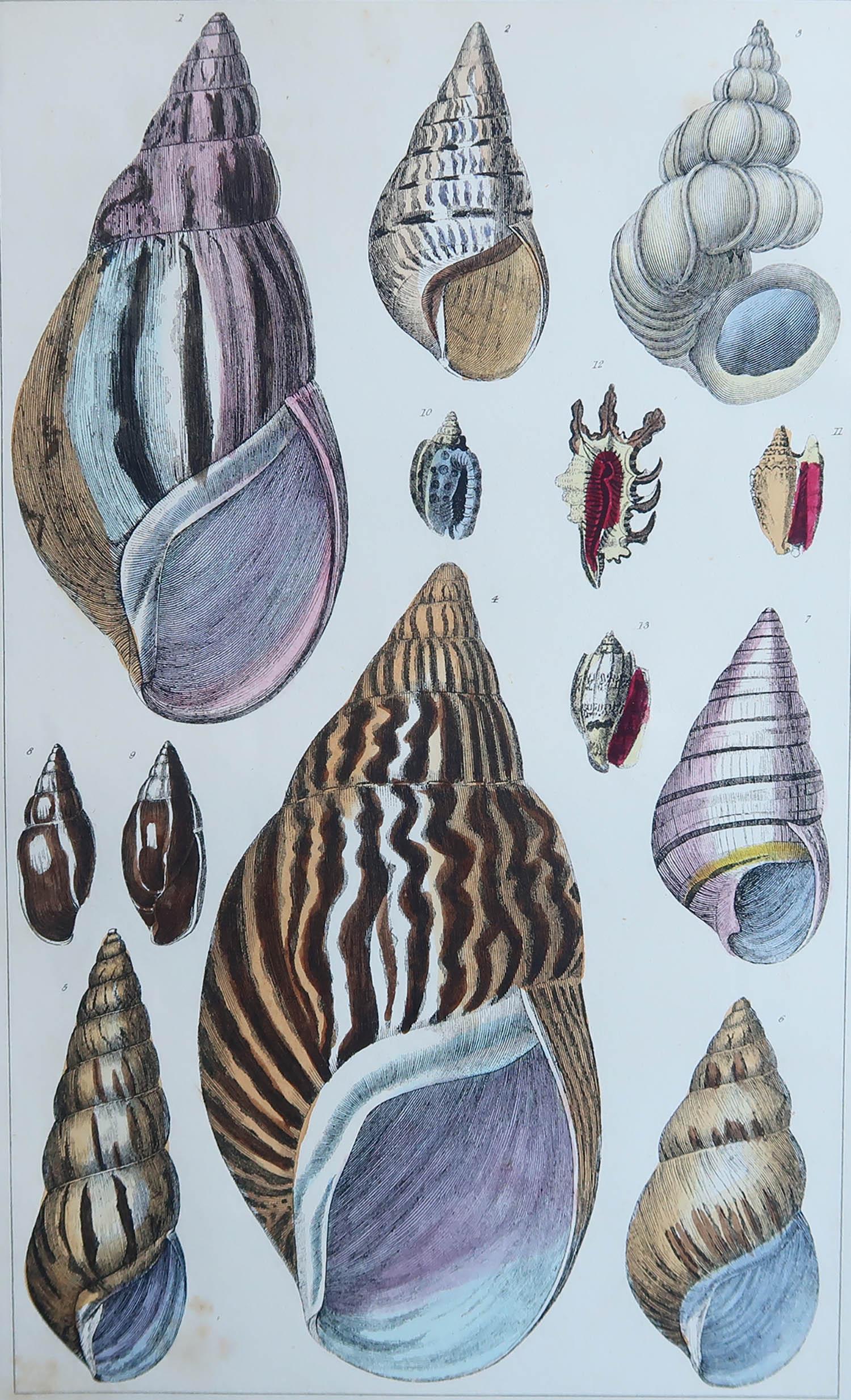 Great image of shells.

Unframed. It gives you the option of perhaps making a set up using your own choice of frames.

Lithograph after Cpt. brown with original hand color.

Published, 1847.







