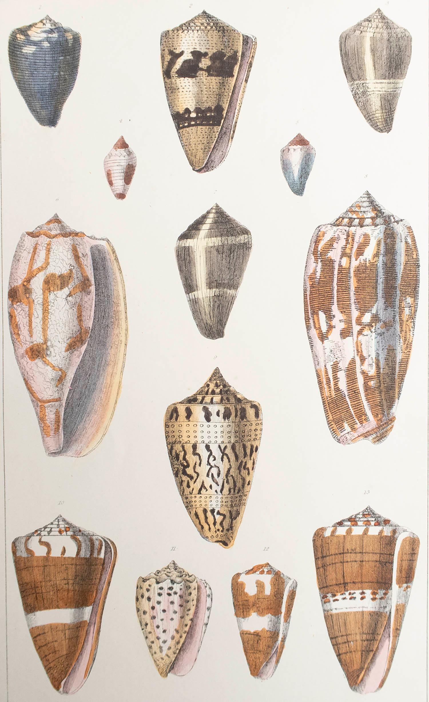 Superbe image de coquillages.

Non encadré. Il vous donne la possibilité de réaliser un montage en utilisant les cadres de votre choix.

Lithographie d'après le Cpt. Brown avec couleur originale à la main.

Publié en 1847.

Livraison gratuite.






