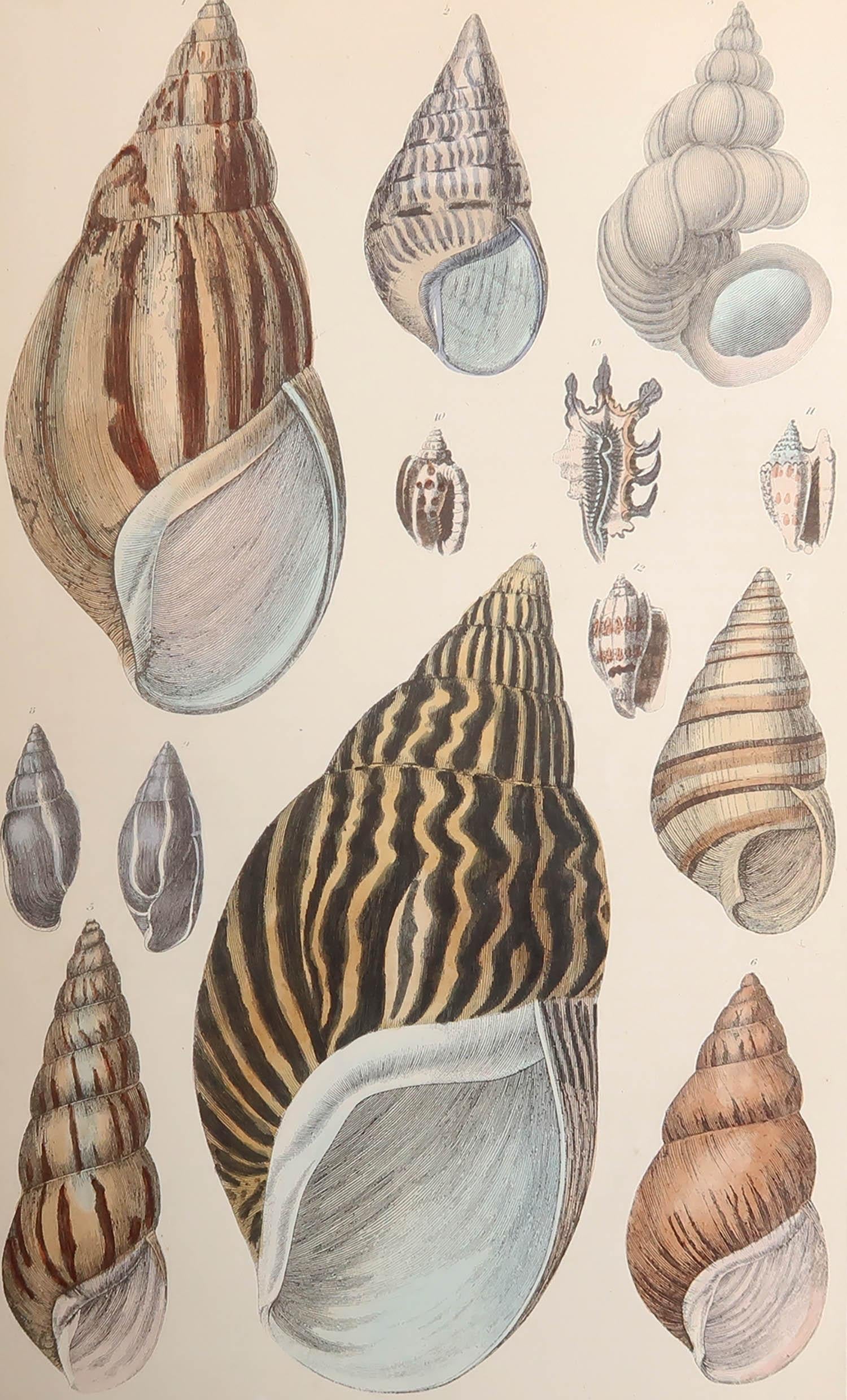 Gran imagen de las conchas.

Sin enmarcar. Te da la opción de hacer un montaje con las monturas que tú elijas.

Litografía según Cpt. brown con color original a mano.

Publicado, 1847.

Envío gratuito






