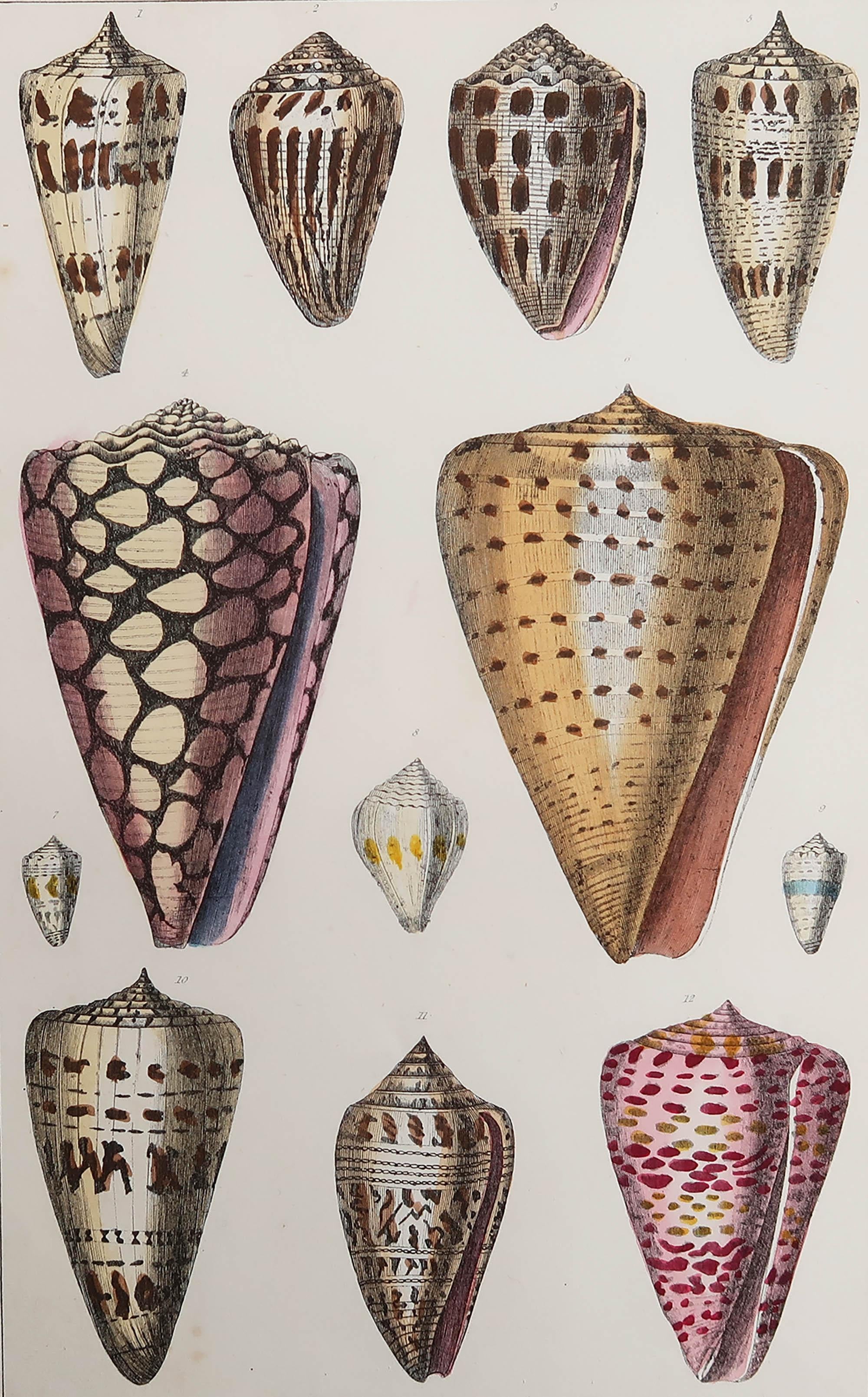 Gran imagen de las conchas.

Sin enmarcar. Te da la opción de hacer un montaje con las monturas que tú elijas.

Litografía según Cpt. Brown con color original a mano.

Publicado, 1847.

Envío gratuito.






