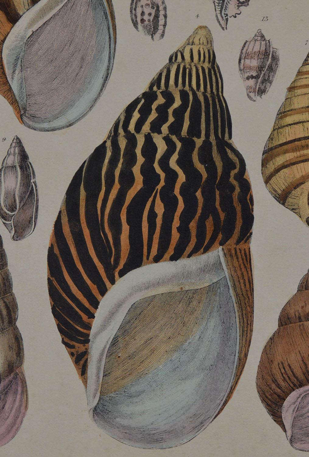 Folk Art Original Antique Print of Shells, 1847 'Unframed'