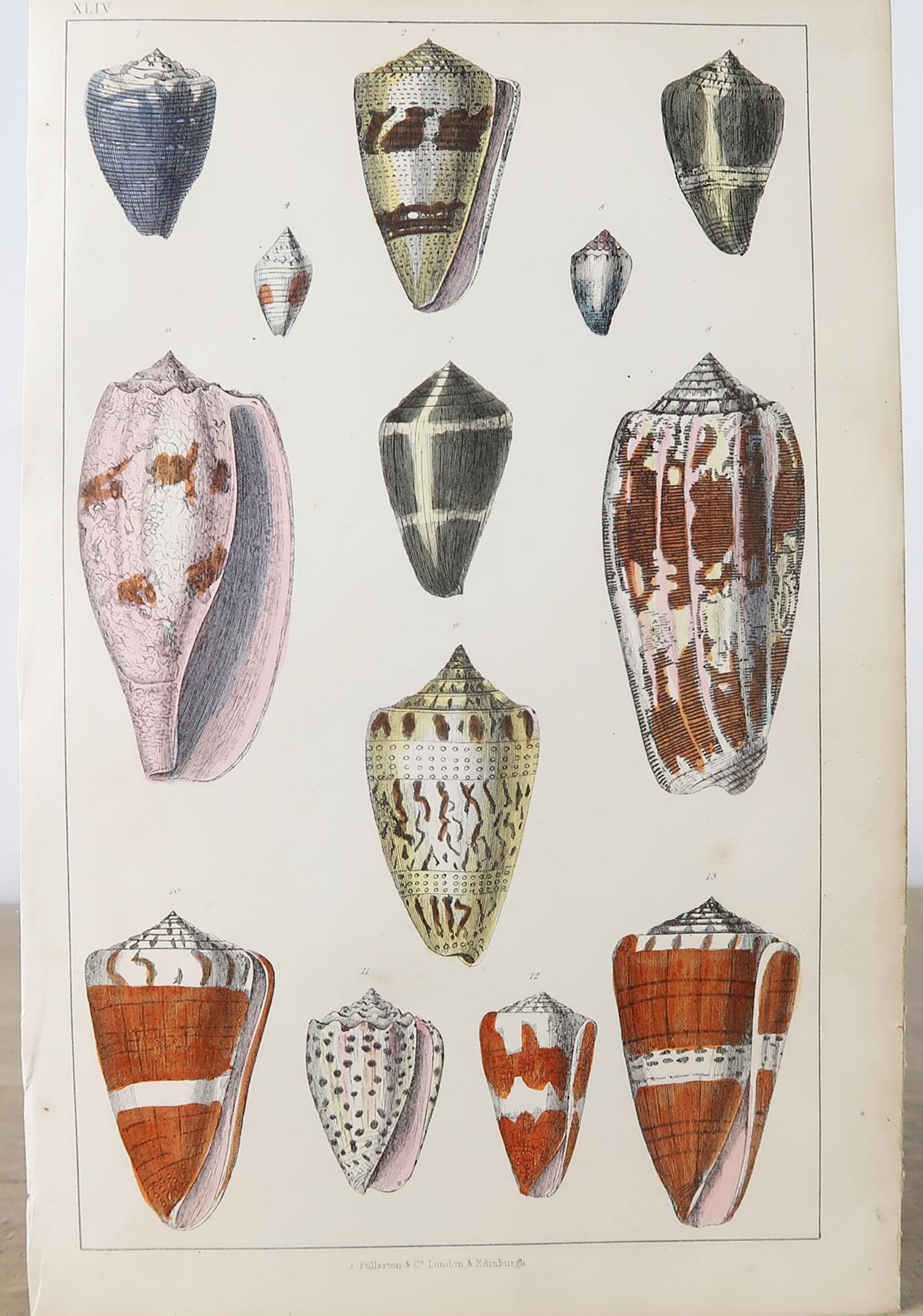 Folk Art Original Antique Print of Shells, 1847 'Unframed'