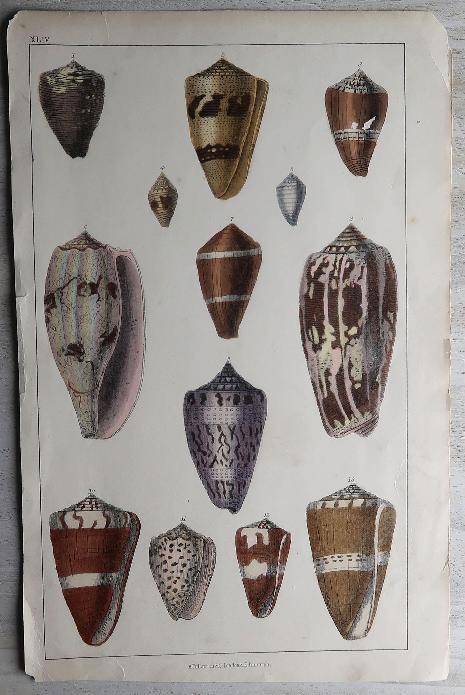 Folk Art Original Antique Print of Shells, 1847 'Unframed'