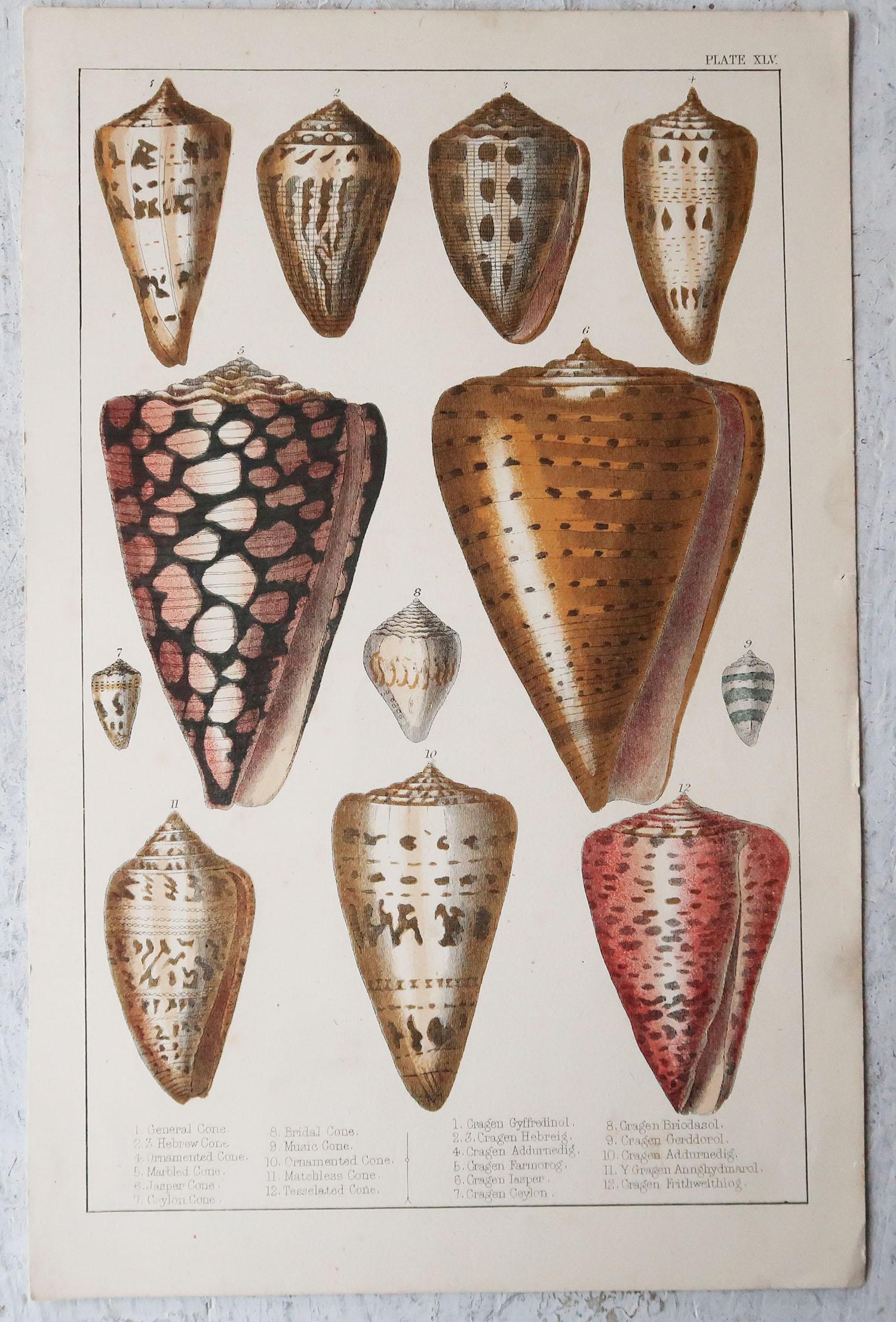 Folk Art Original Antique Print of Shells, 1847 'Unframed'