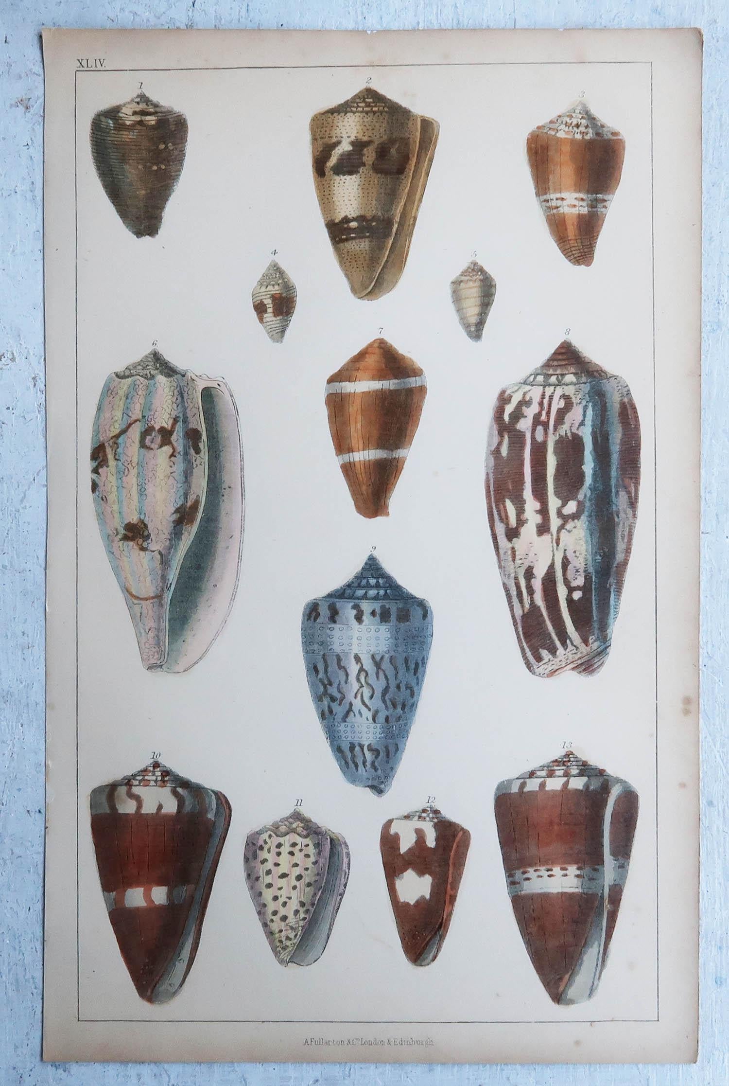Folk Art Original Antique Print of Shells, 1847 'Unframed'
