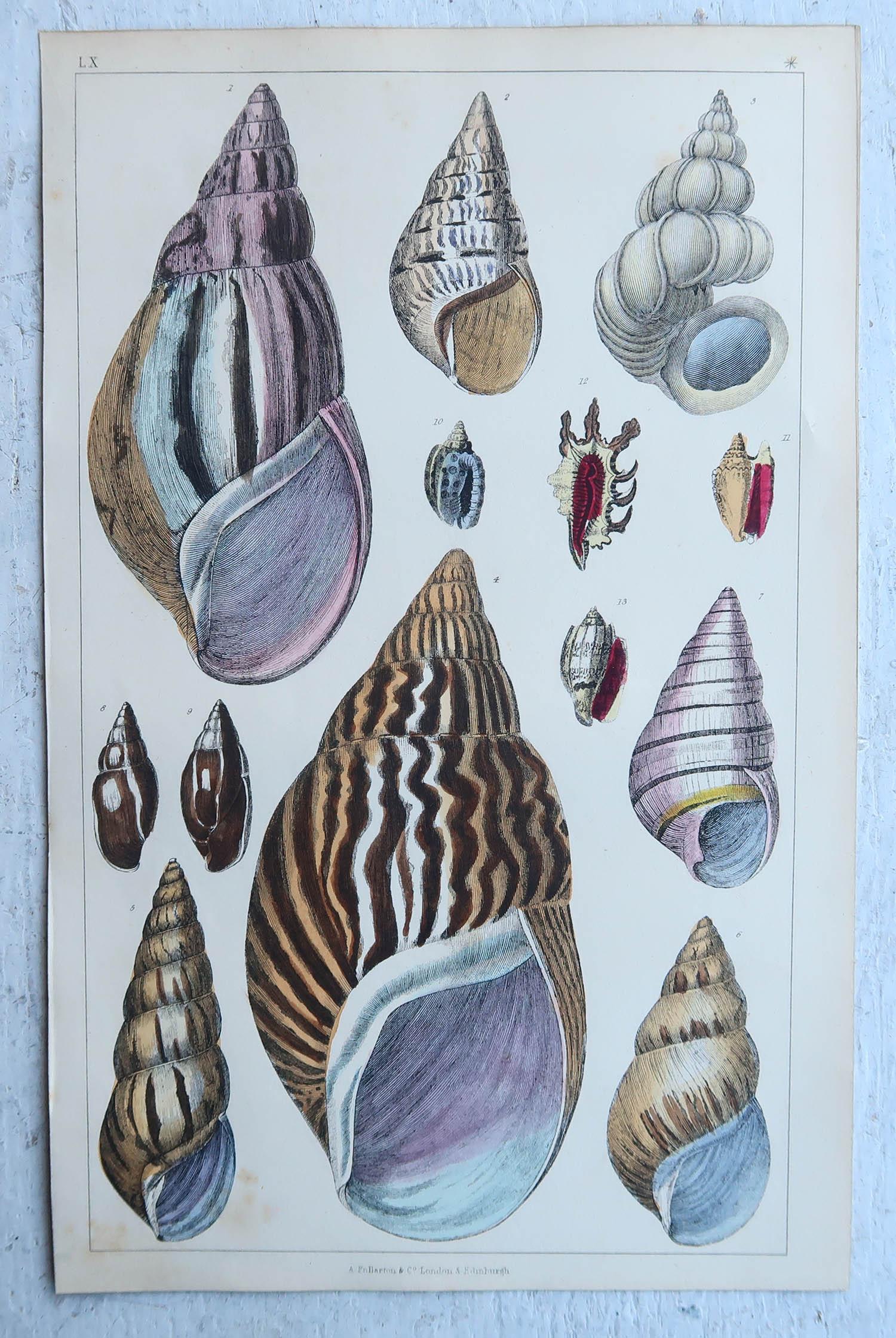 Folk Art Original Antique Print of Shells, 1847 'Unframed' For Sale