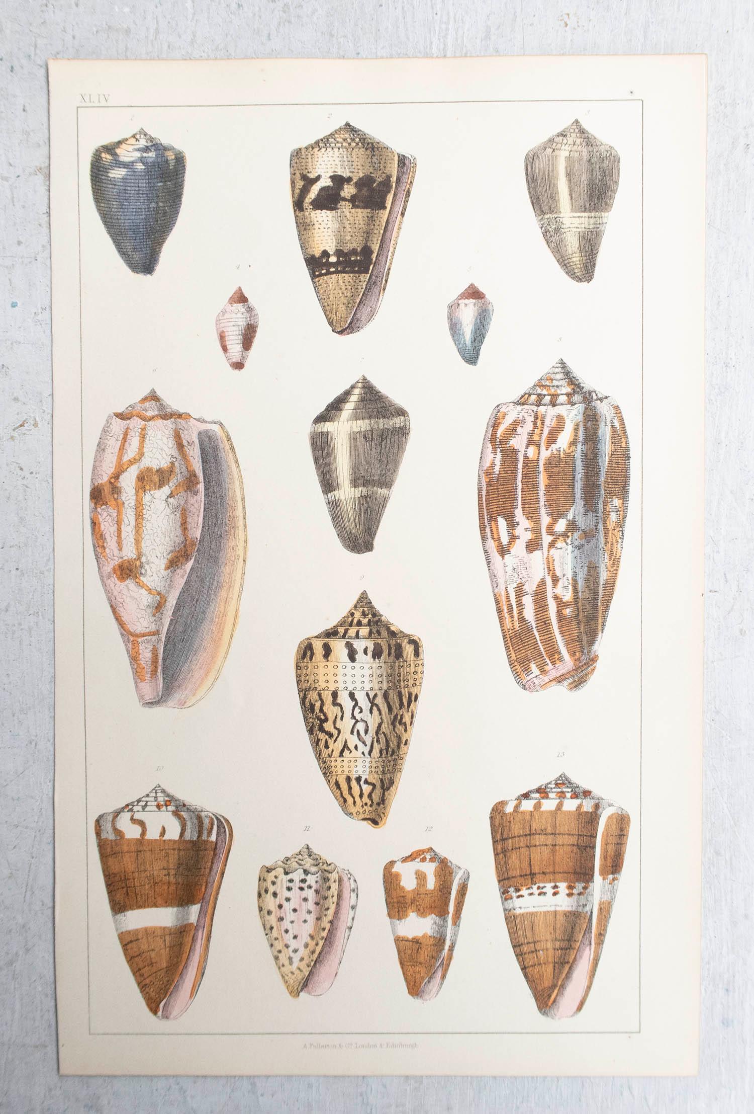 Artisanat Impression originale et ancienne de coquillages, 1847, non encadrée en vente